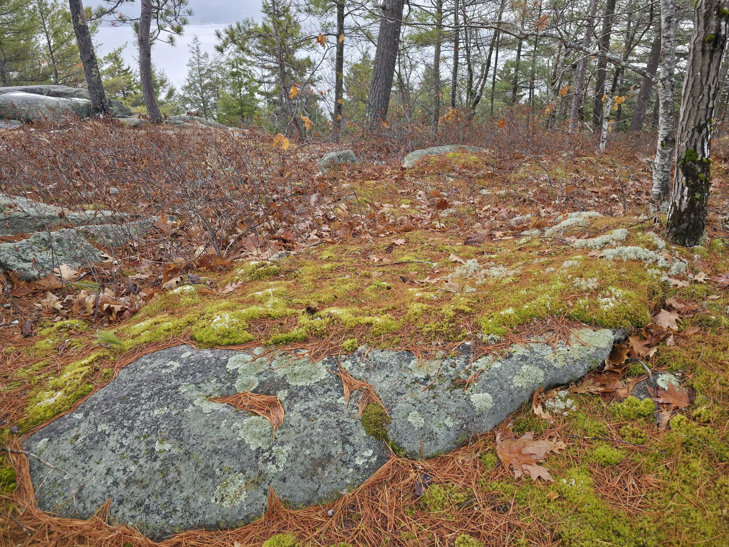 View from Big Sugarloaf mountain, Alexandria, November 12, 2025
