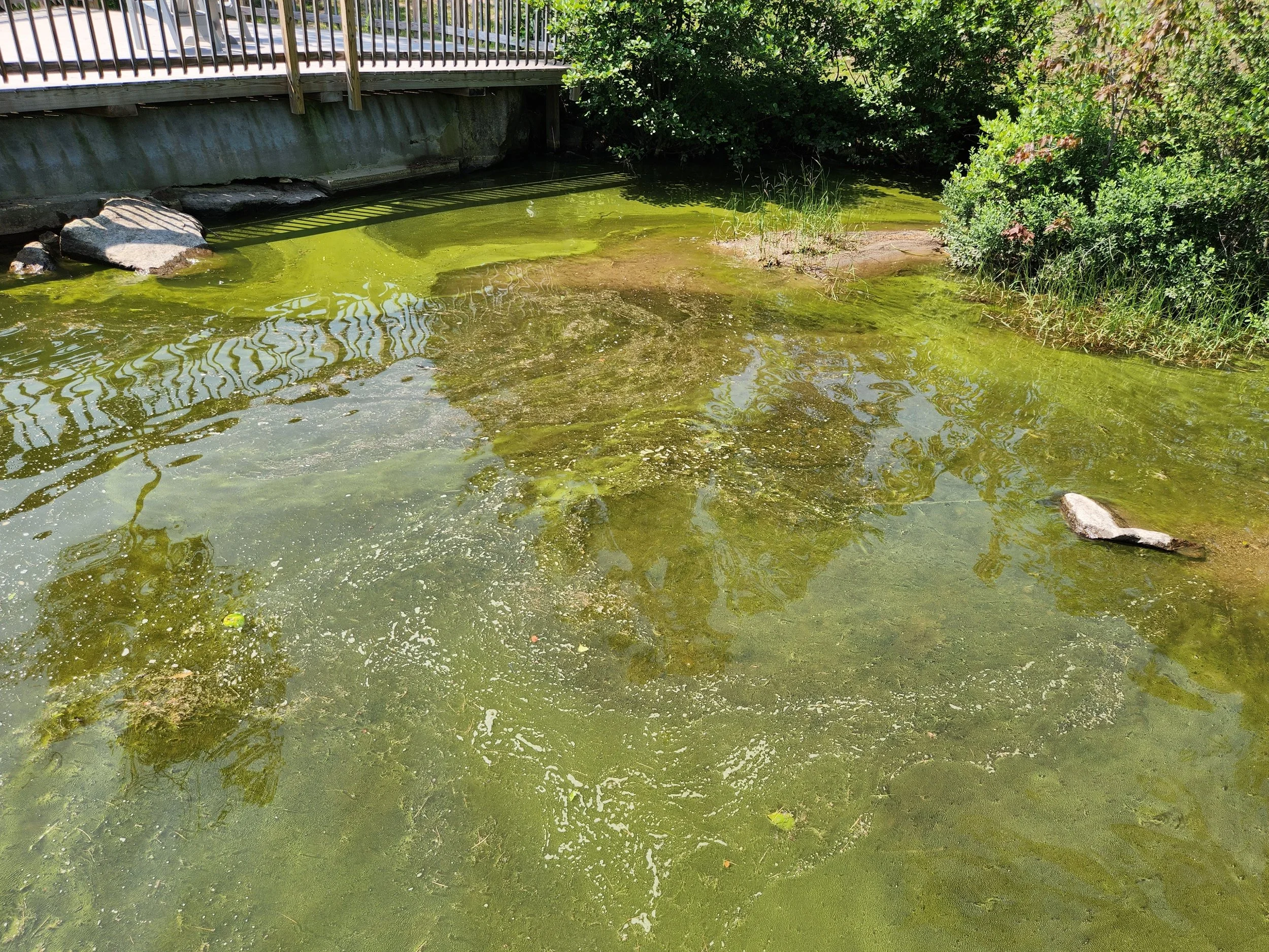 Algal bloom right before a stream flows into the lake, Alexandria, July 7, 2023