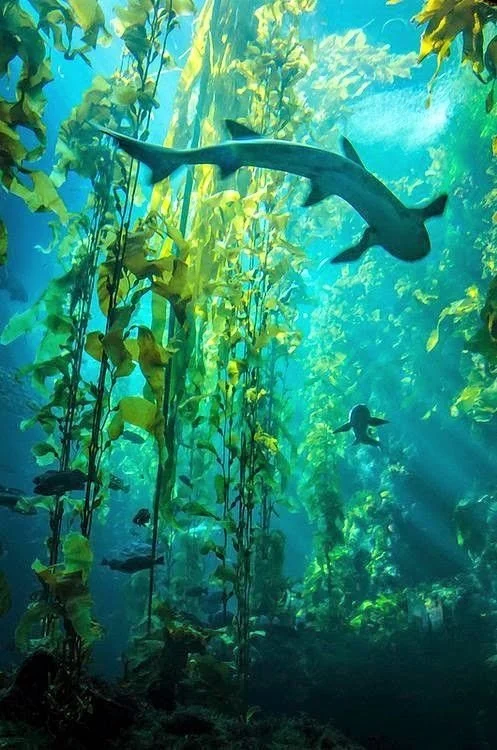 Aquatic scene with a shark swimming amidst underwater plants and two smaller fish.