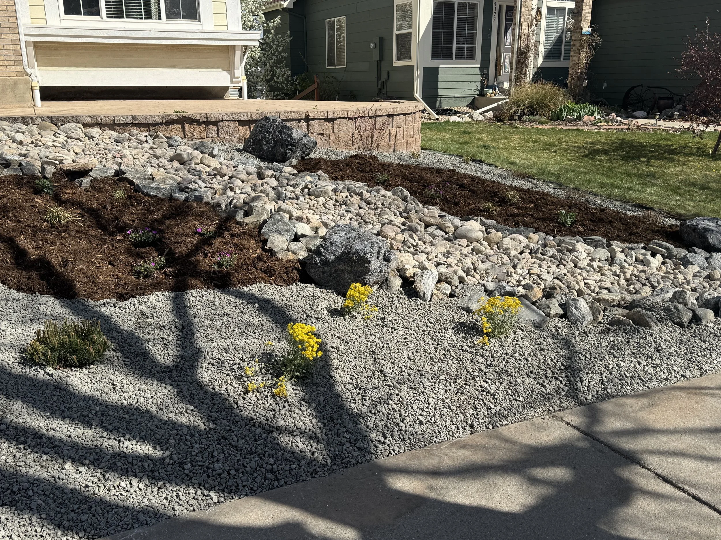 An outdoor xeriscape garden landscape with gravel, rocks, small blooming native Colorado plants, and mulch, with houses and a lawn in the background.