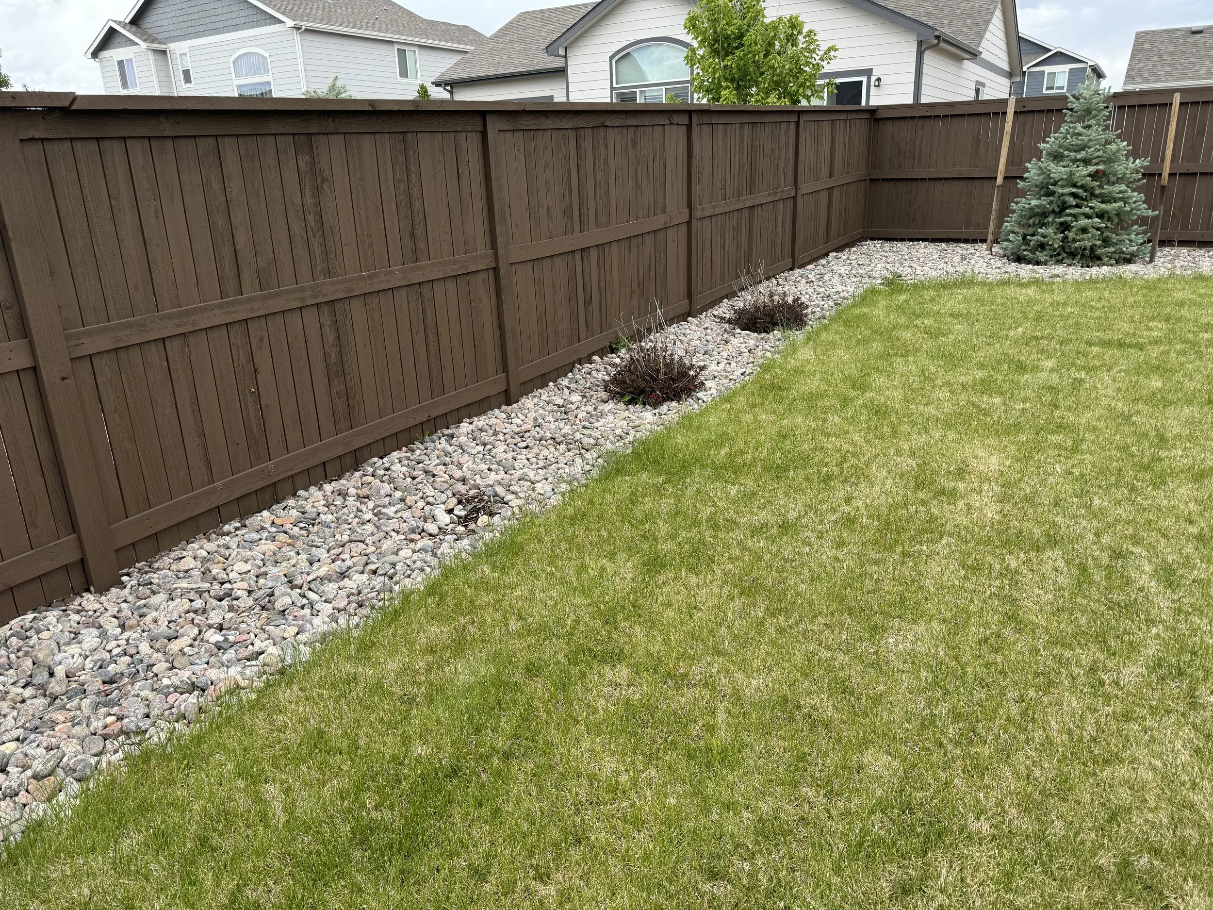 A backyard with a brown wooden privacy fence, green grass, a strip of rocks along the fence with some small shrubs, and a small evergreen tree in the corner.