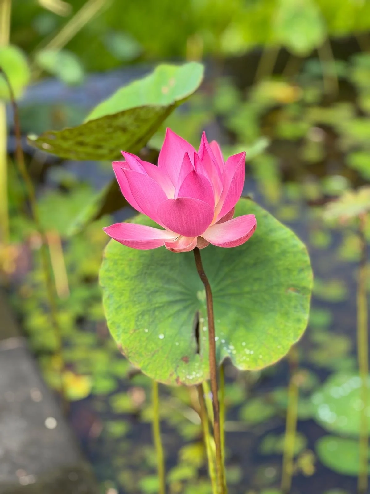 How to Rebuild Your Life After a Breakup in Your 40s (My Story at almost 43)