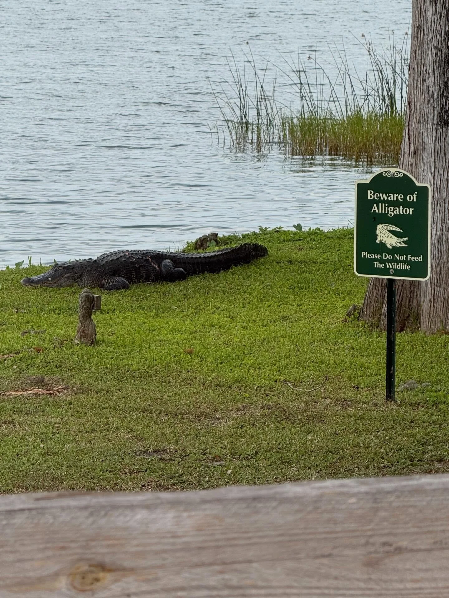 Just wrapped up our last tour of the day We&rsquo;re so honored you chose The Osprey View for your big day, Now we&rsquo;re just counting down to those I Do&rsquo;s 💍✨

See you later, gator 🐊