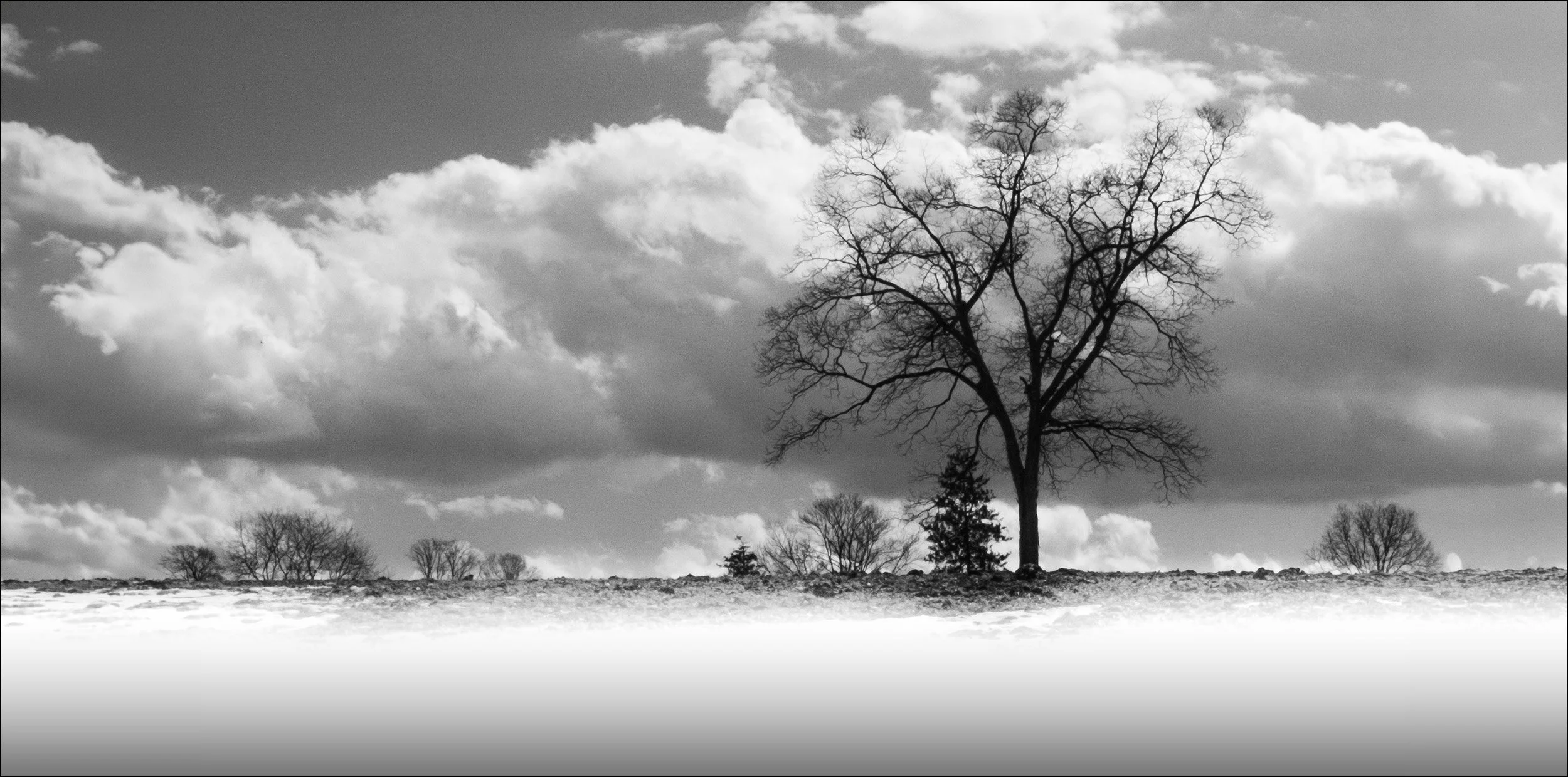 Snow field.jpg