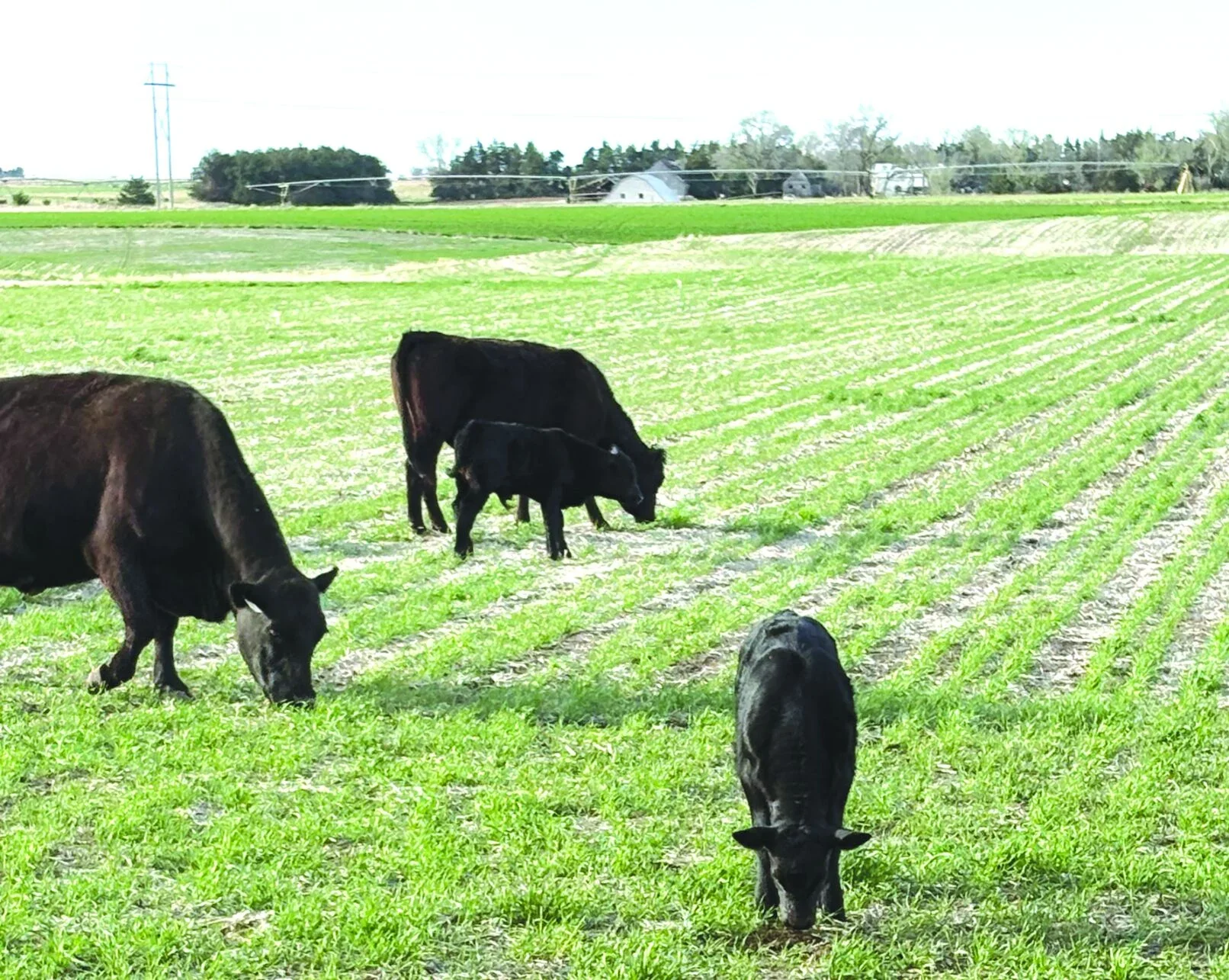 Alternative fertilizers focus on feeding soil biology