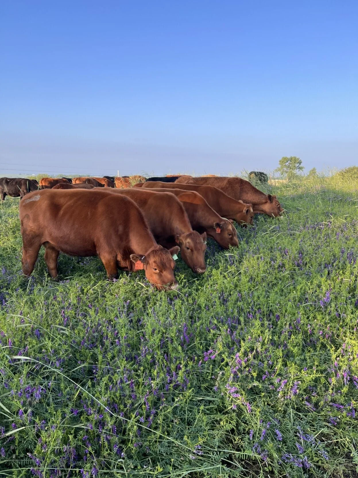 Healthier soils translate to better beef, human health