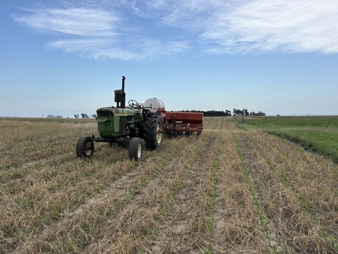 Finding the sweet spot for interseeding corn