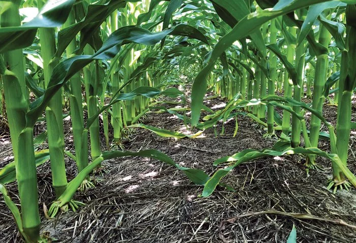 Rainfall is Cash: Why Nebraska Irrigators Are Turning to "Soil Armor"