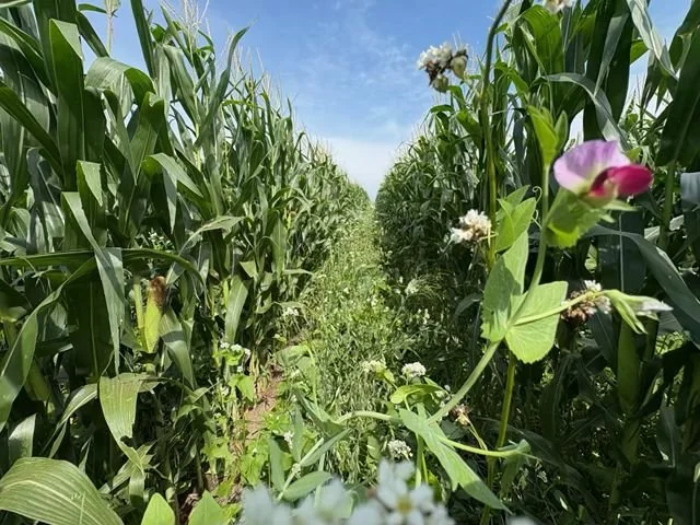 Nebraska Soil Health Coalition Hub 1 Producer Learning Community Event, Burgers &amp; Brews
