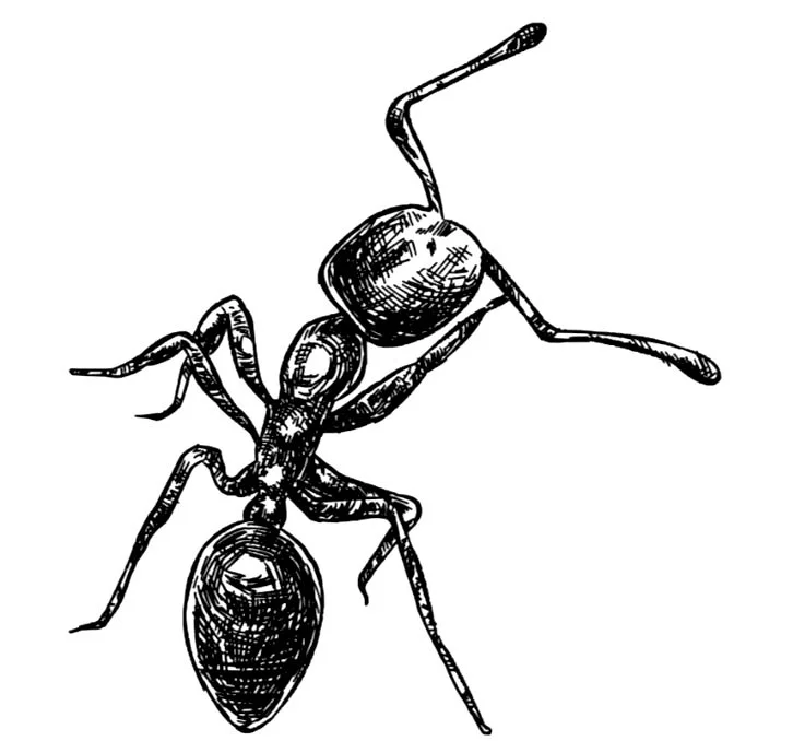 General pest control services in southeast Michigan