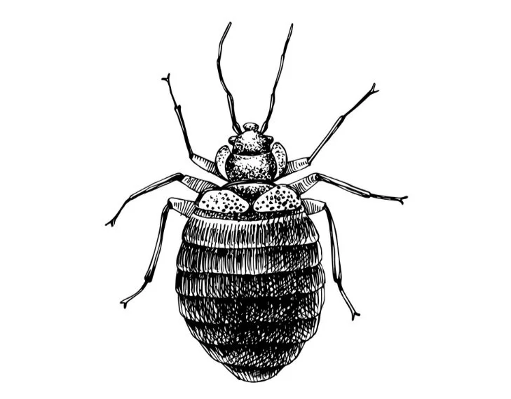 Best bedbug pest control service in southeast Michigan.