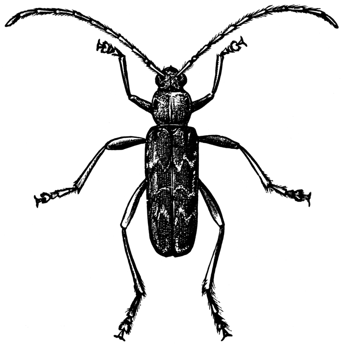 Why is the wood in my house deteriorating? Pest control services in Michigan.