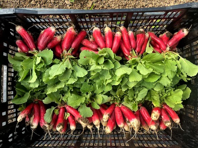 Sunflower Farm Acres photo 11