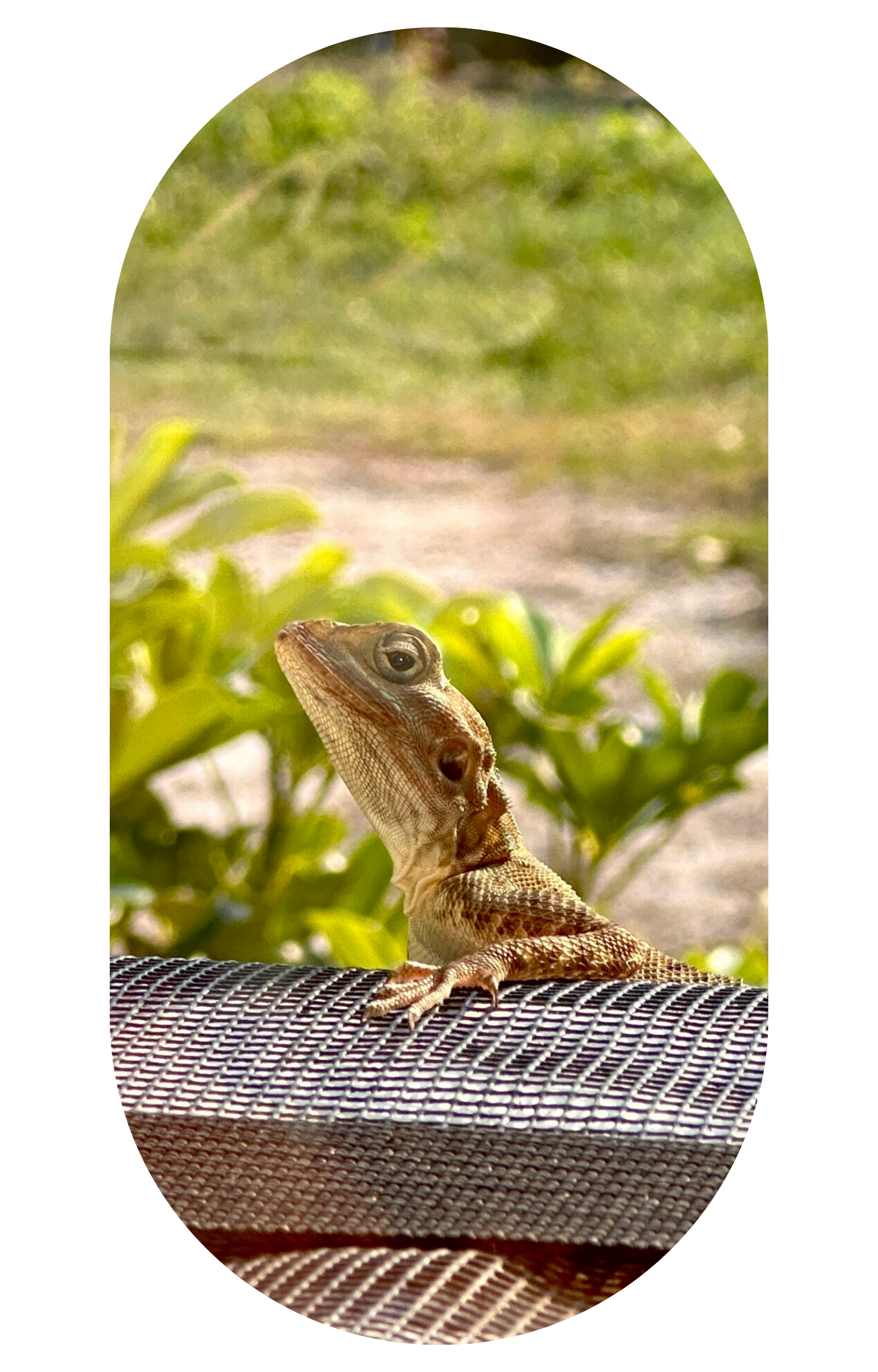 Lizards, Snakes, and Creepy Crawlies