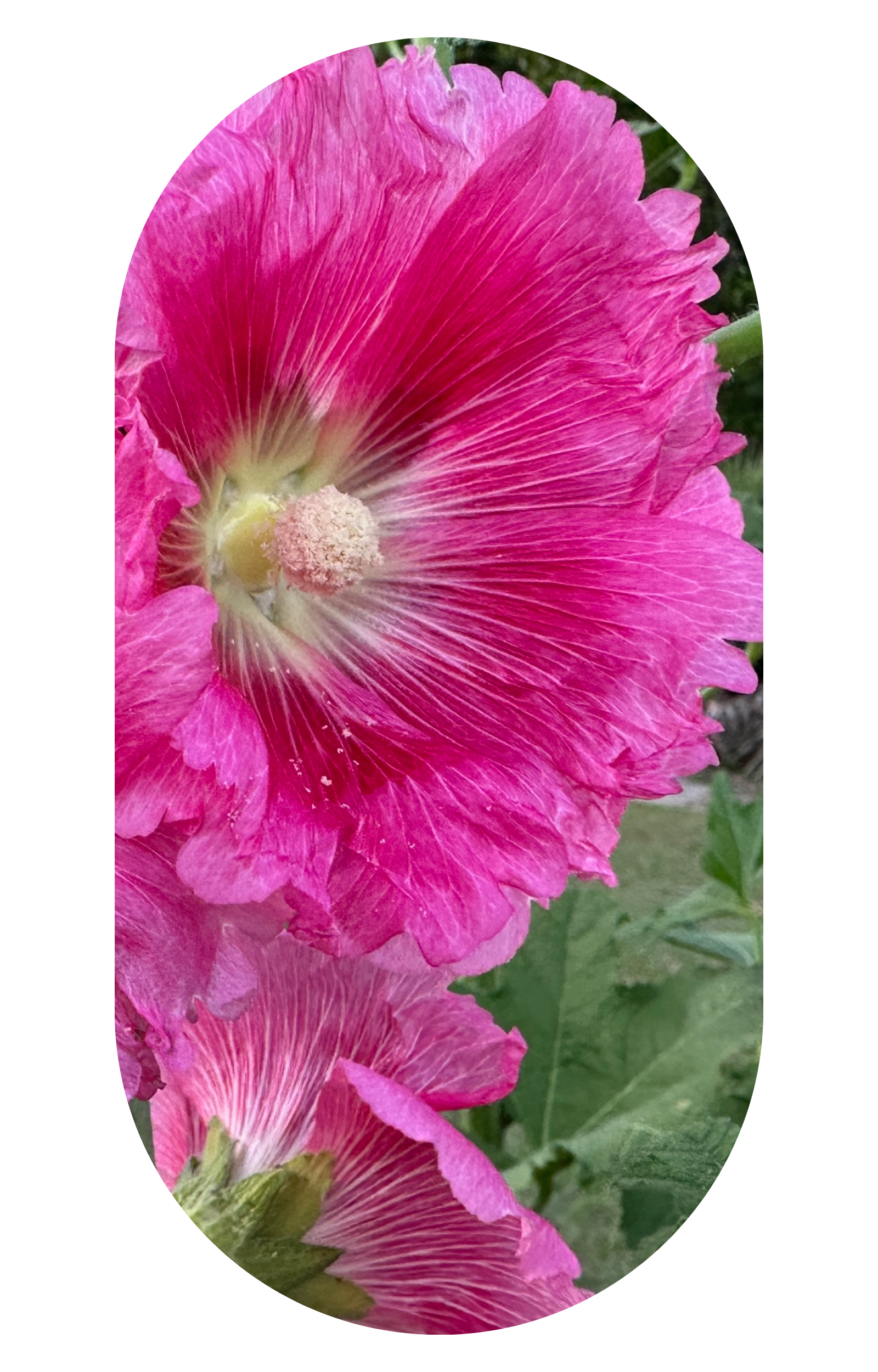 Trees, Flowers, Plants