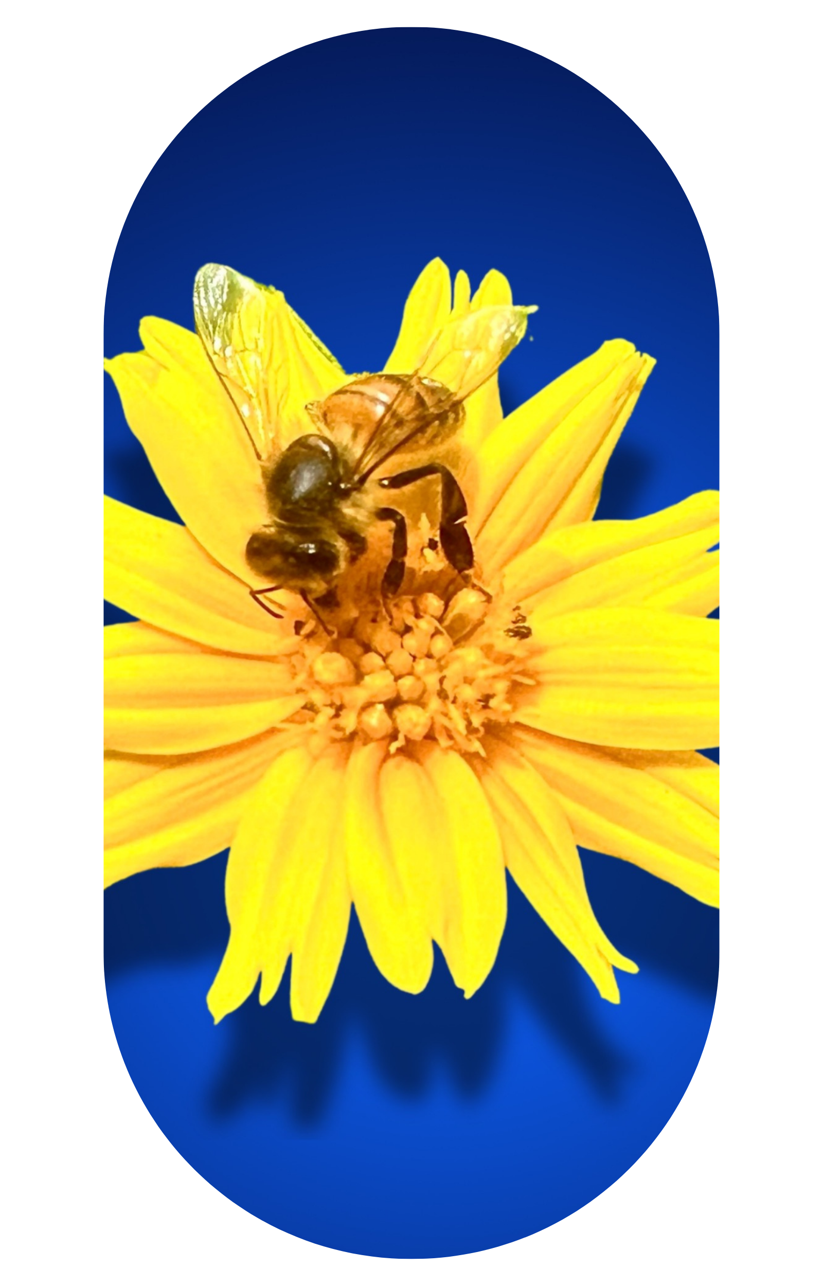 Bees Spiders and Bugs