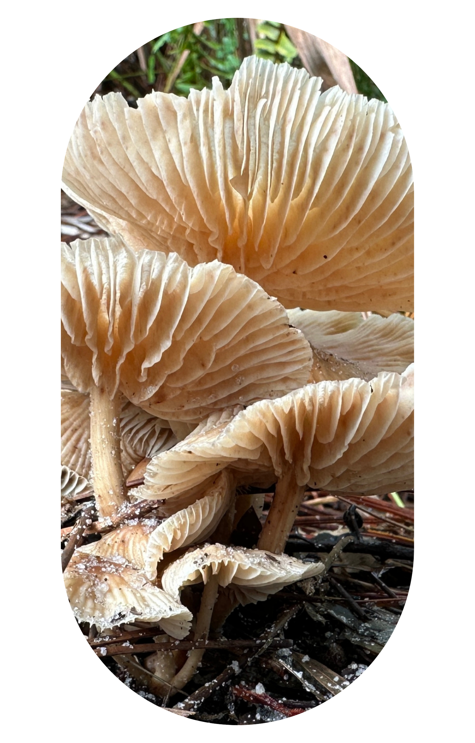Fungi