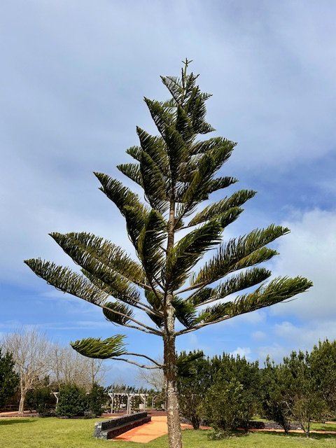 What Is Nervous System Regulation and Why It Matters