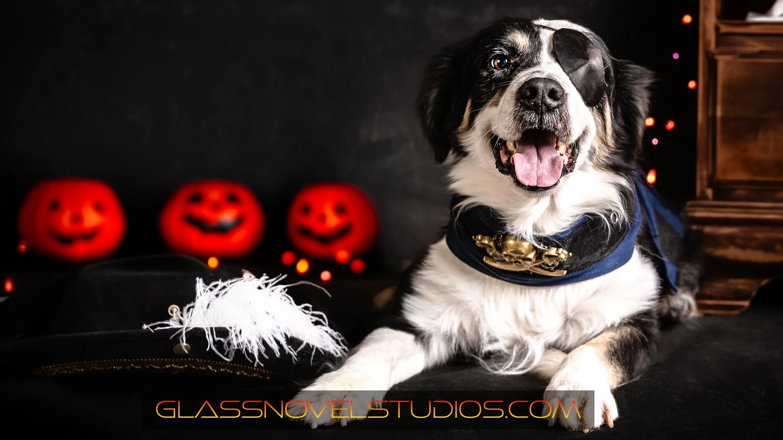 Pirate Dog for IG.jpg