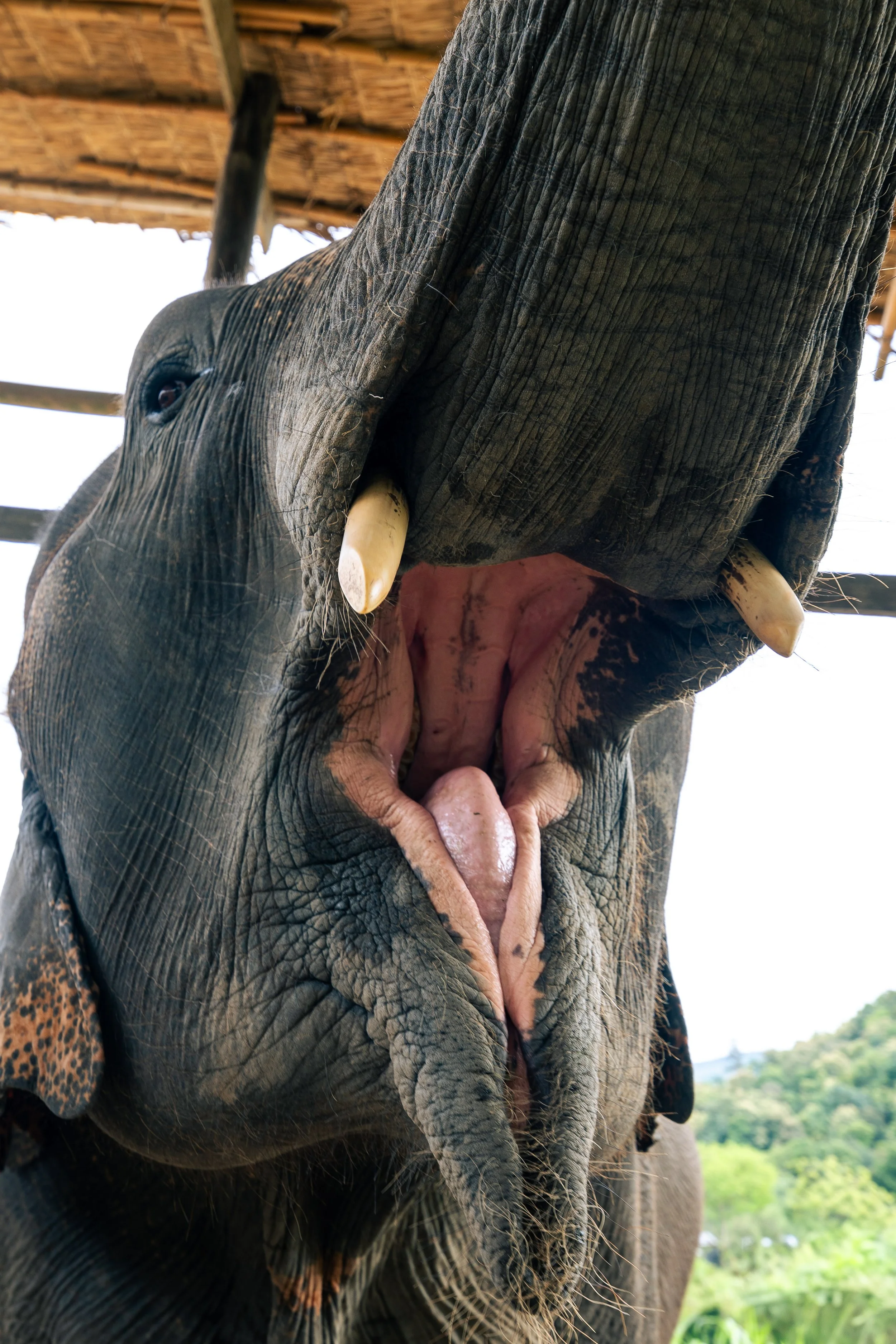 Thailand Website photos-21.jpg