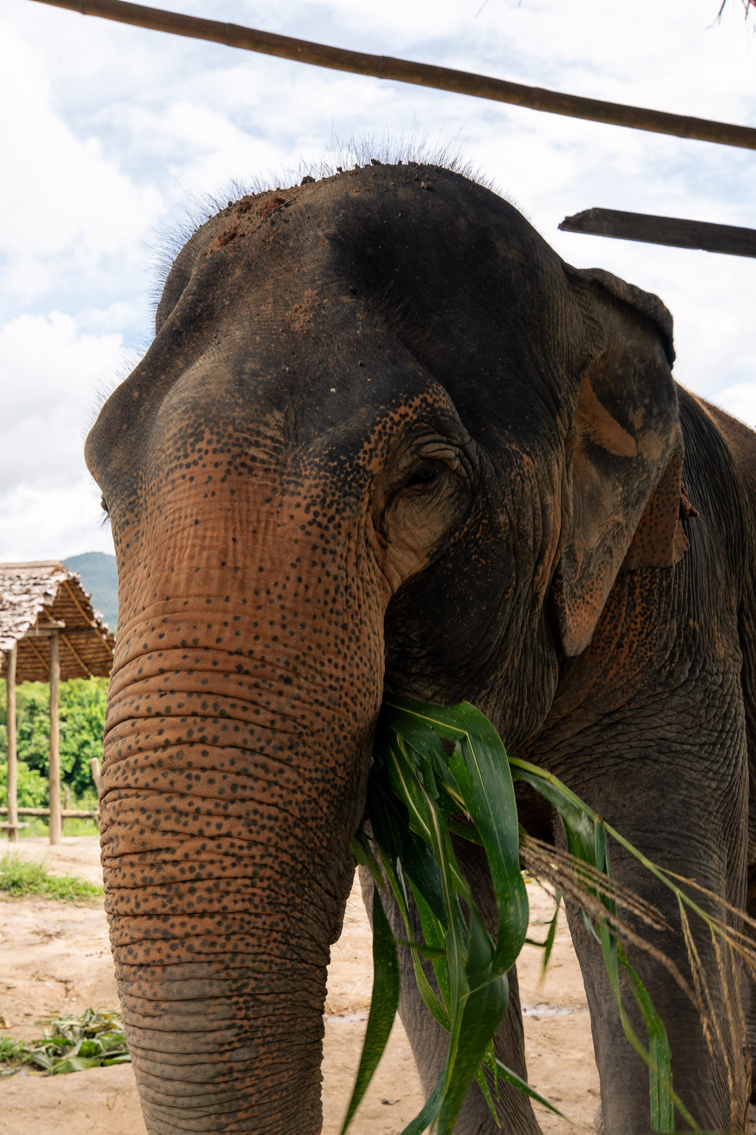 Thailand Website photos-17.jpg