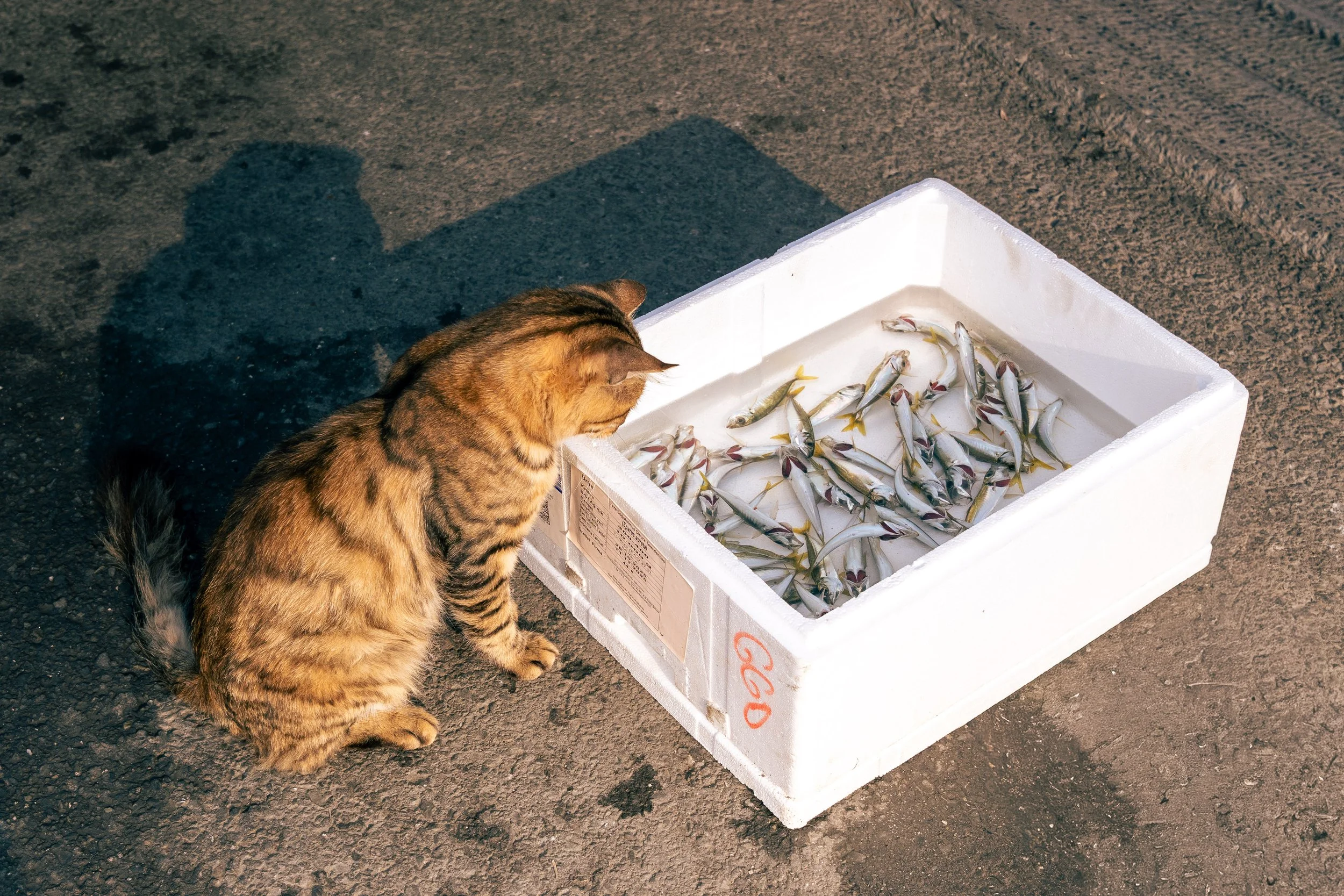  Turkey Website Photos-04.jpg