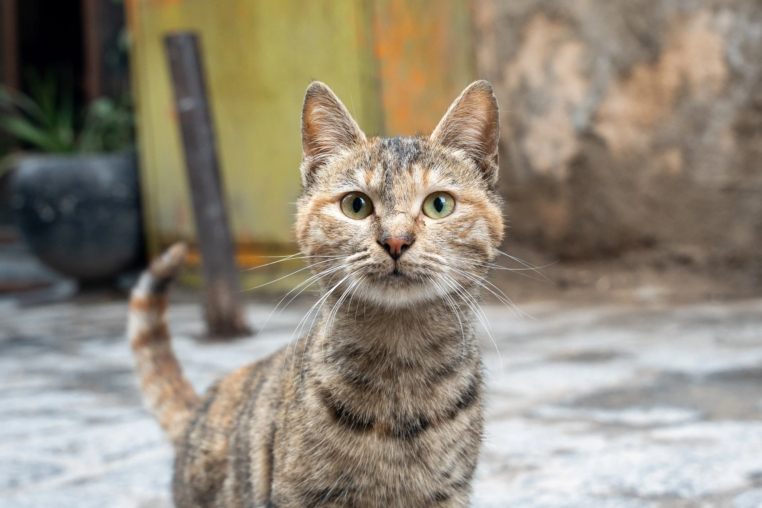 Syria Website Photos-04.jpg