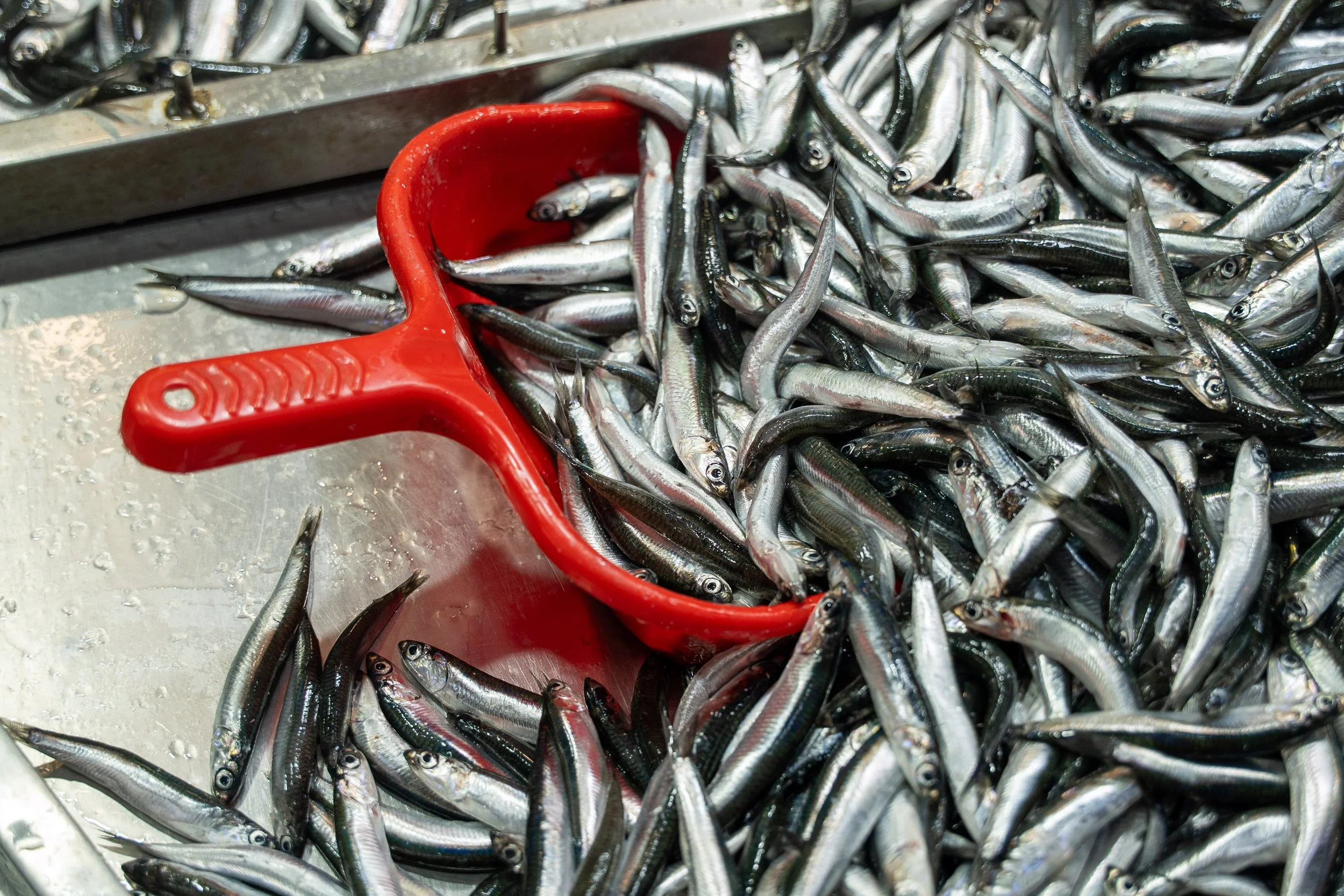  Turkey Website Photos-22.jpg