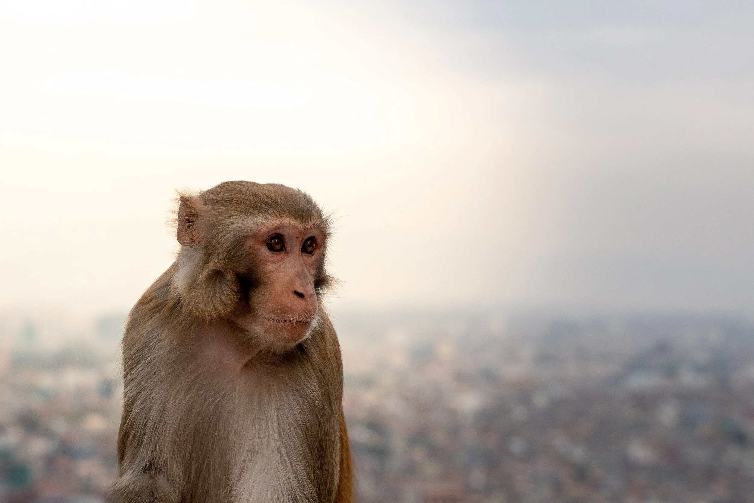 Nepal Website photos-43.jpg