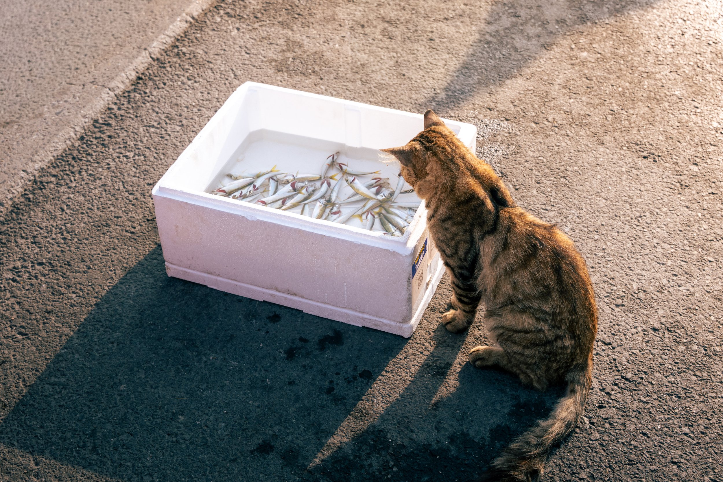  Turkey Website Photos-03.jpg