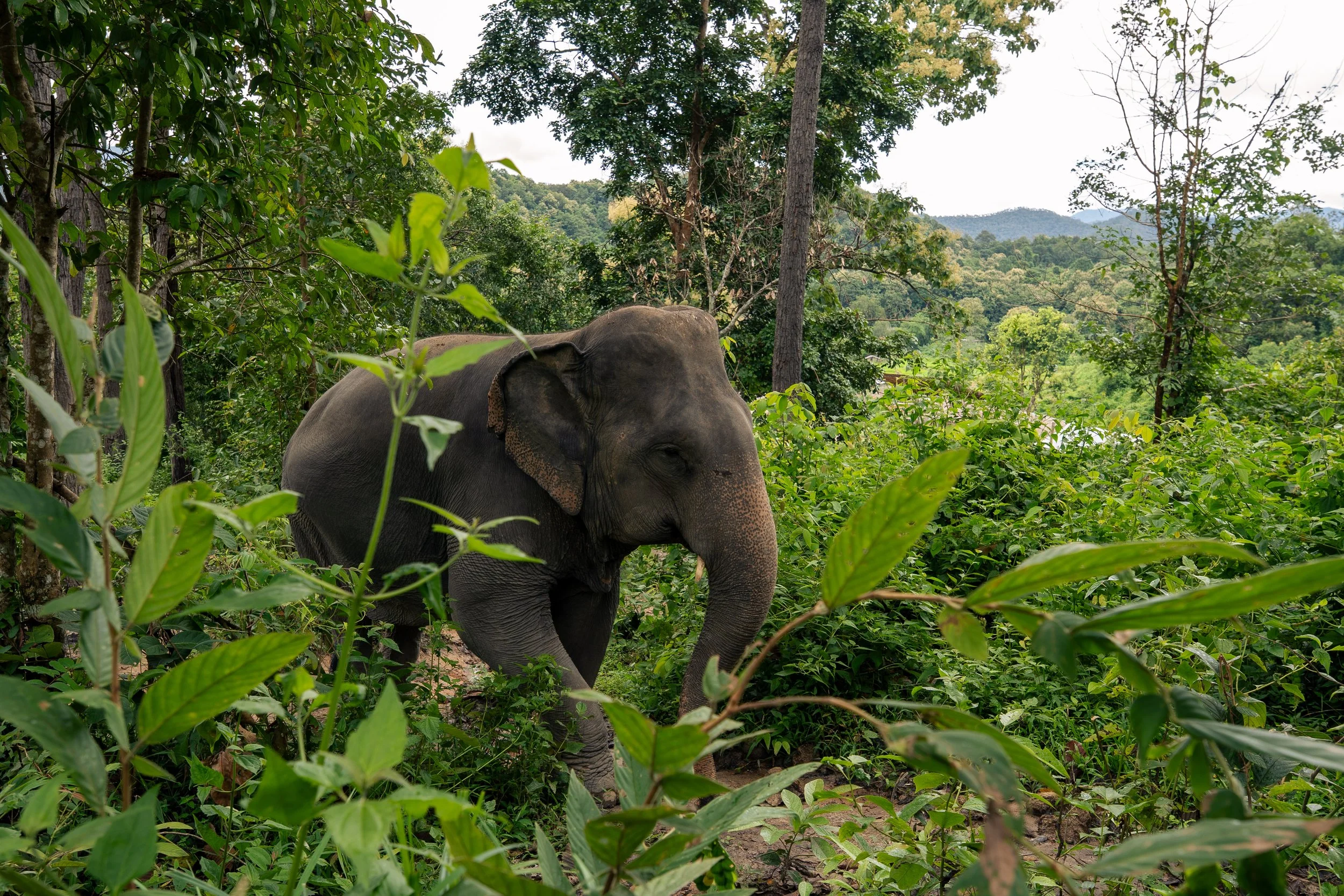 Thailand Website photos-25.jpg