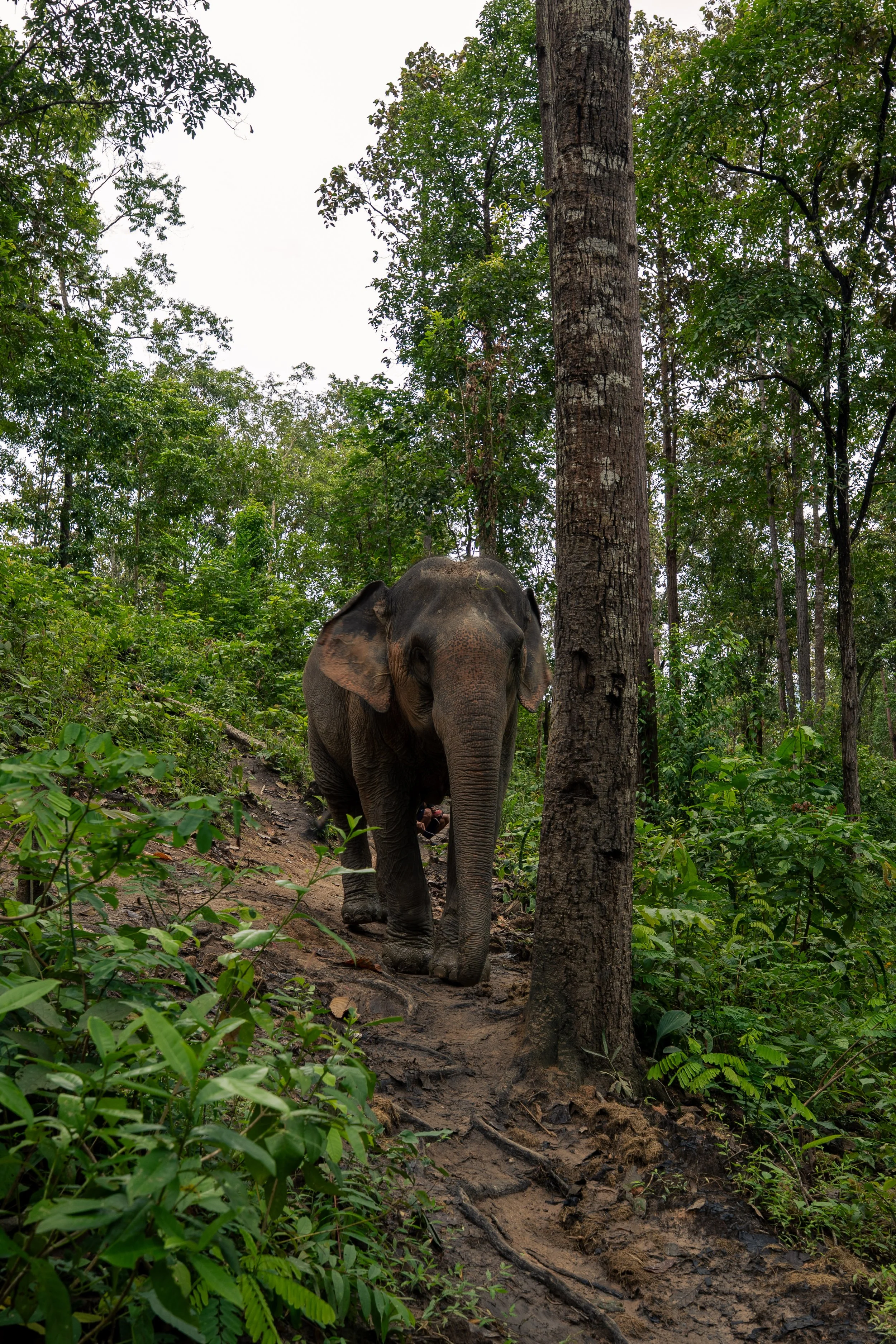 Thailand Website photos-28.jpg