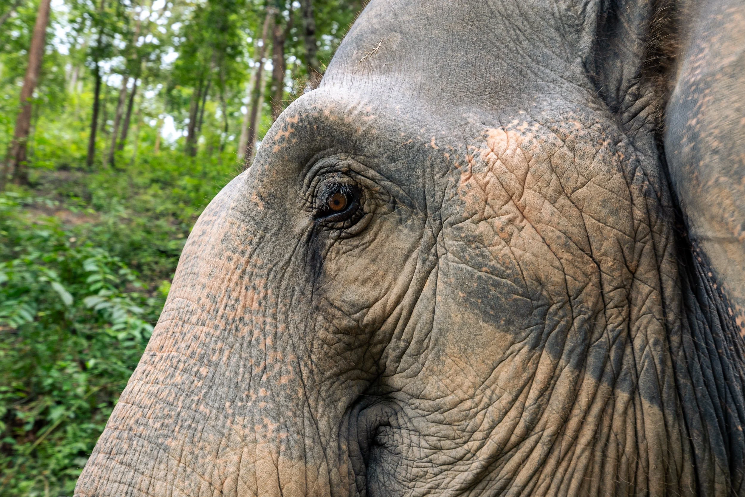 Thailand Website photos-29.jpg