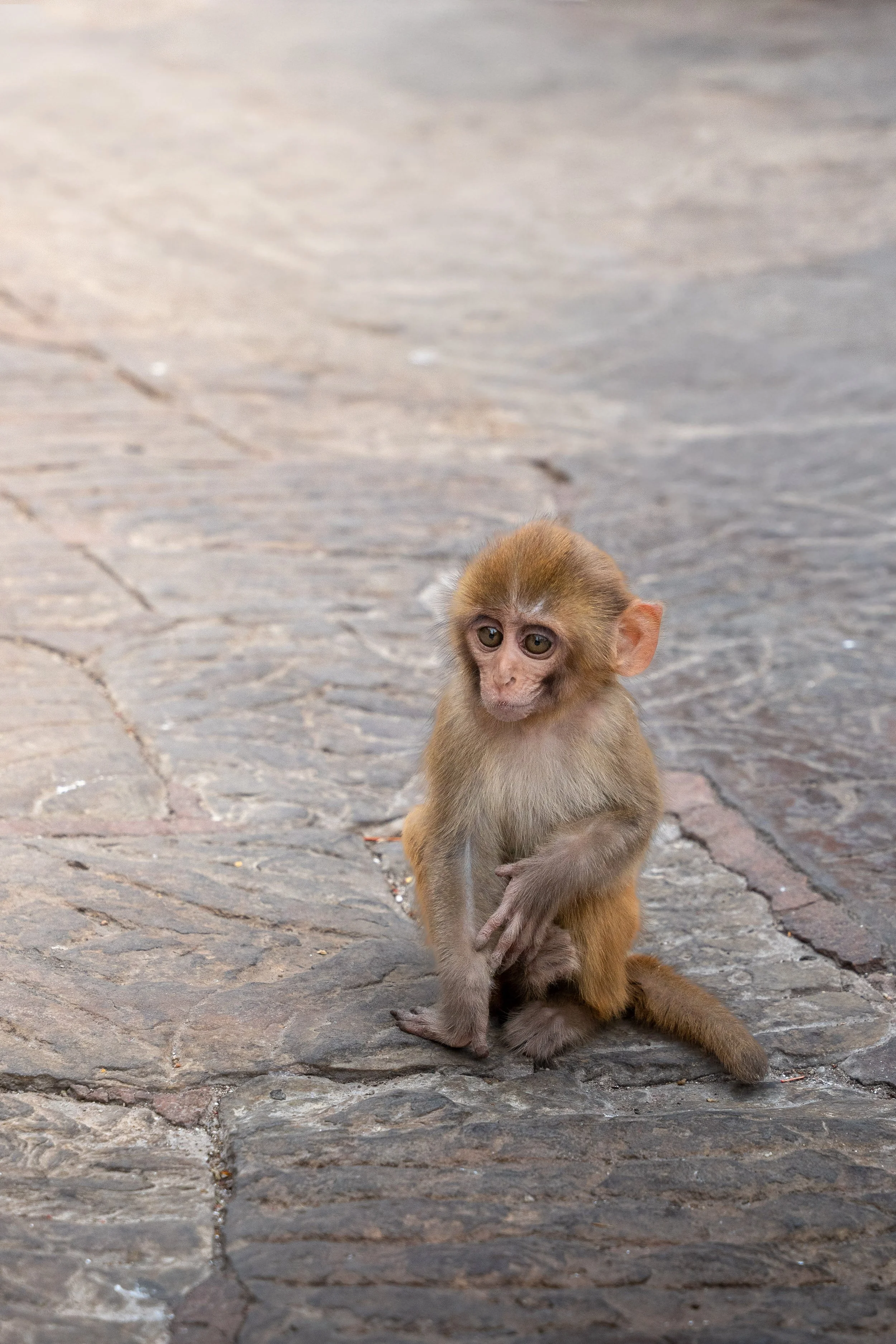 Nepal Website photos-42.jpg