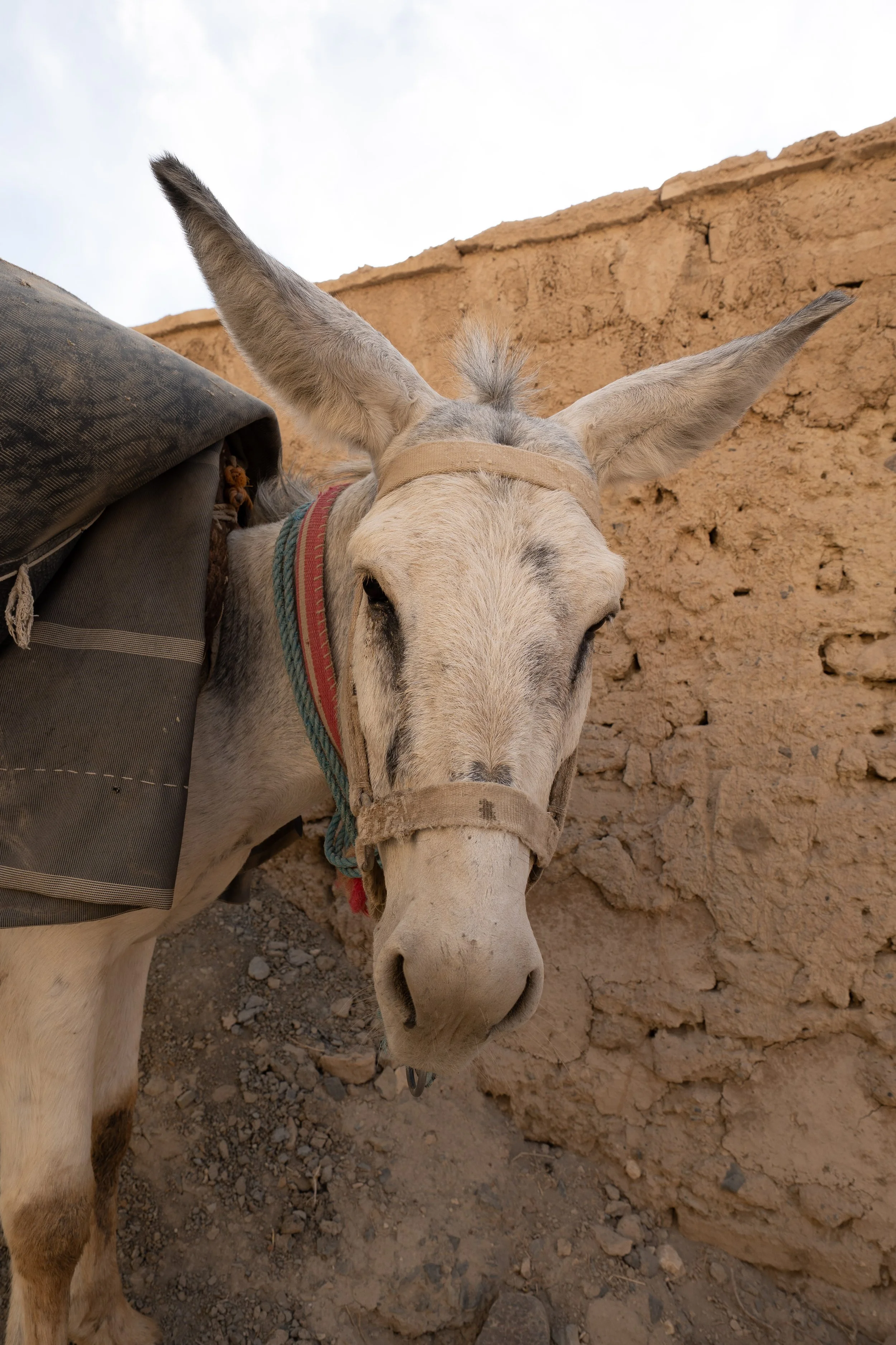 Afghanistan Website photos-48.jpg