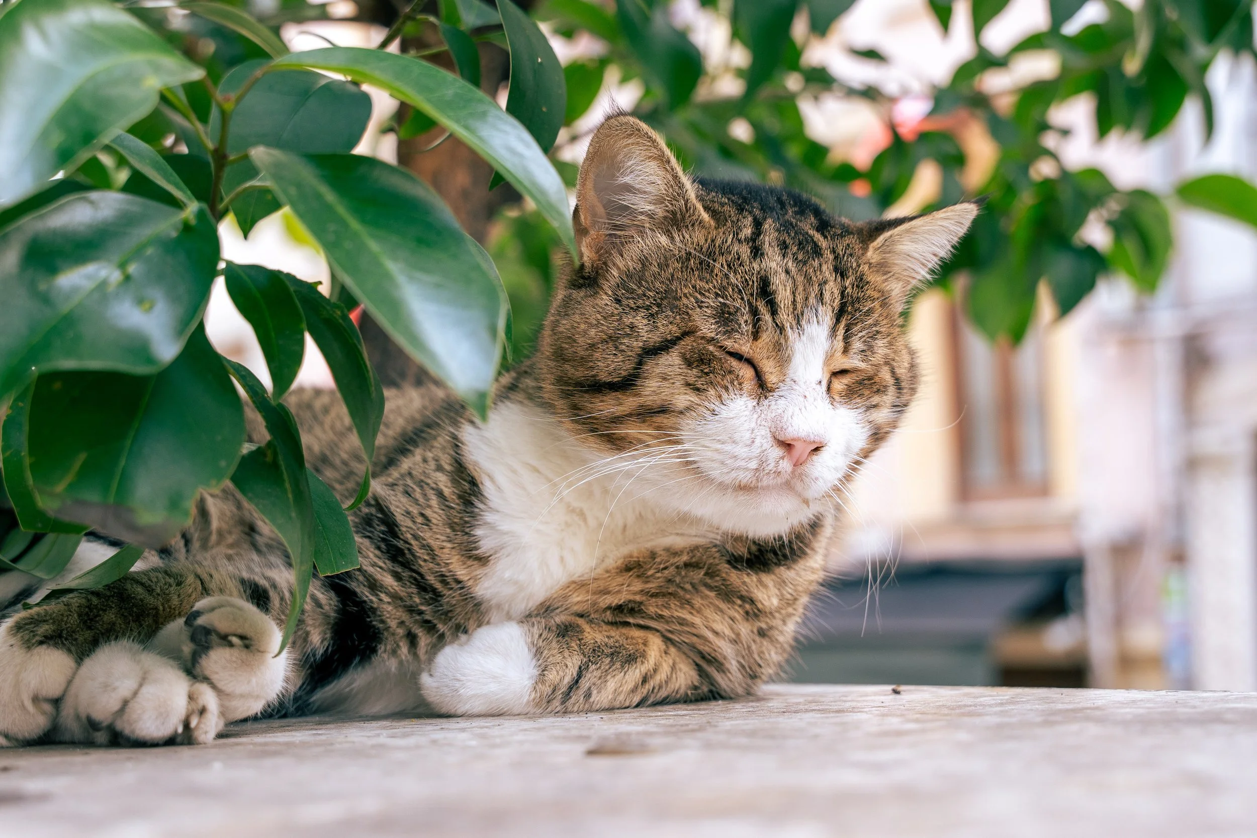  Turkey Website Photos-02.jpg