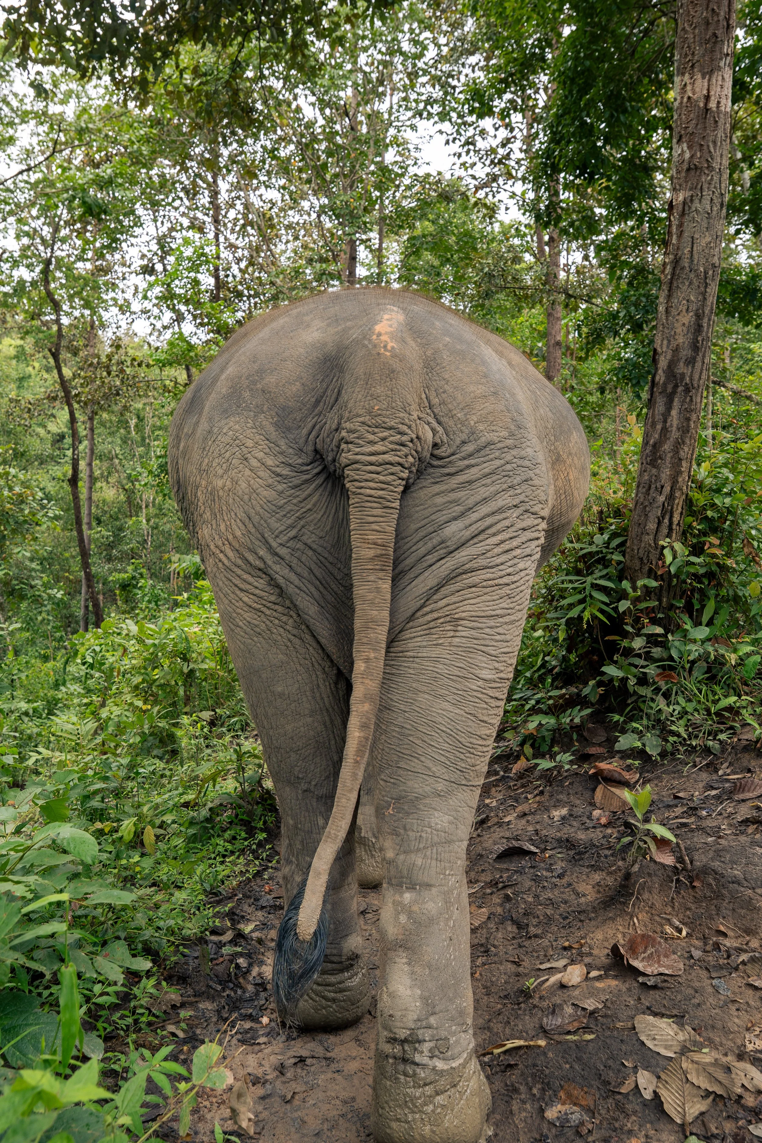 Thailand Website photos-27.jpg