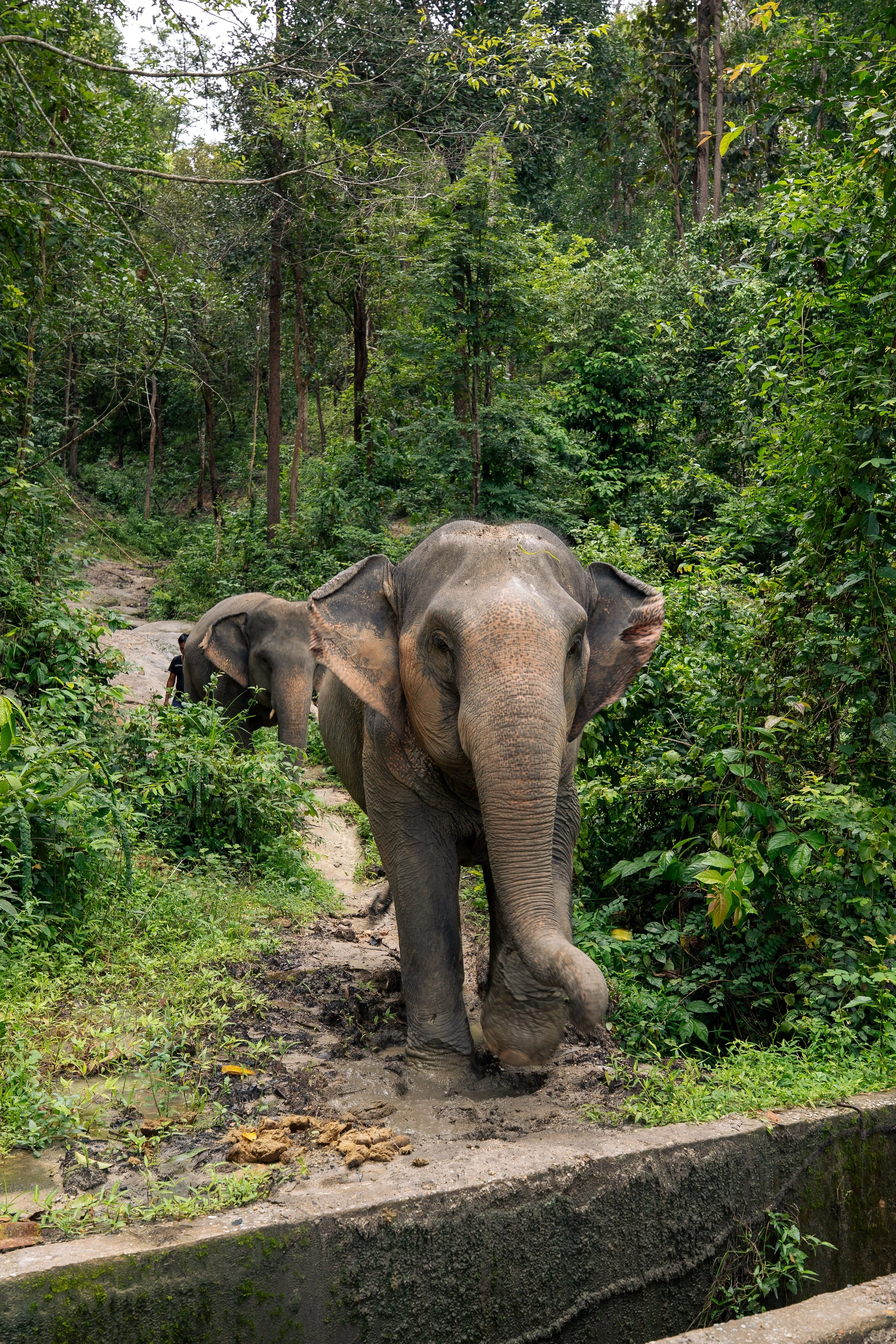 Thailand Website photos-30.jpg