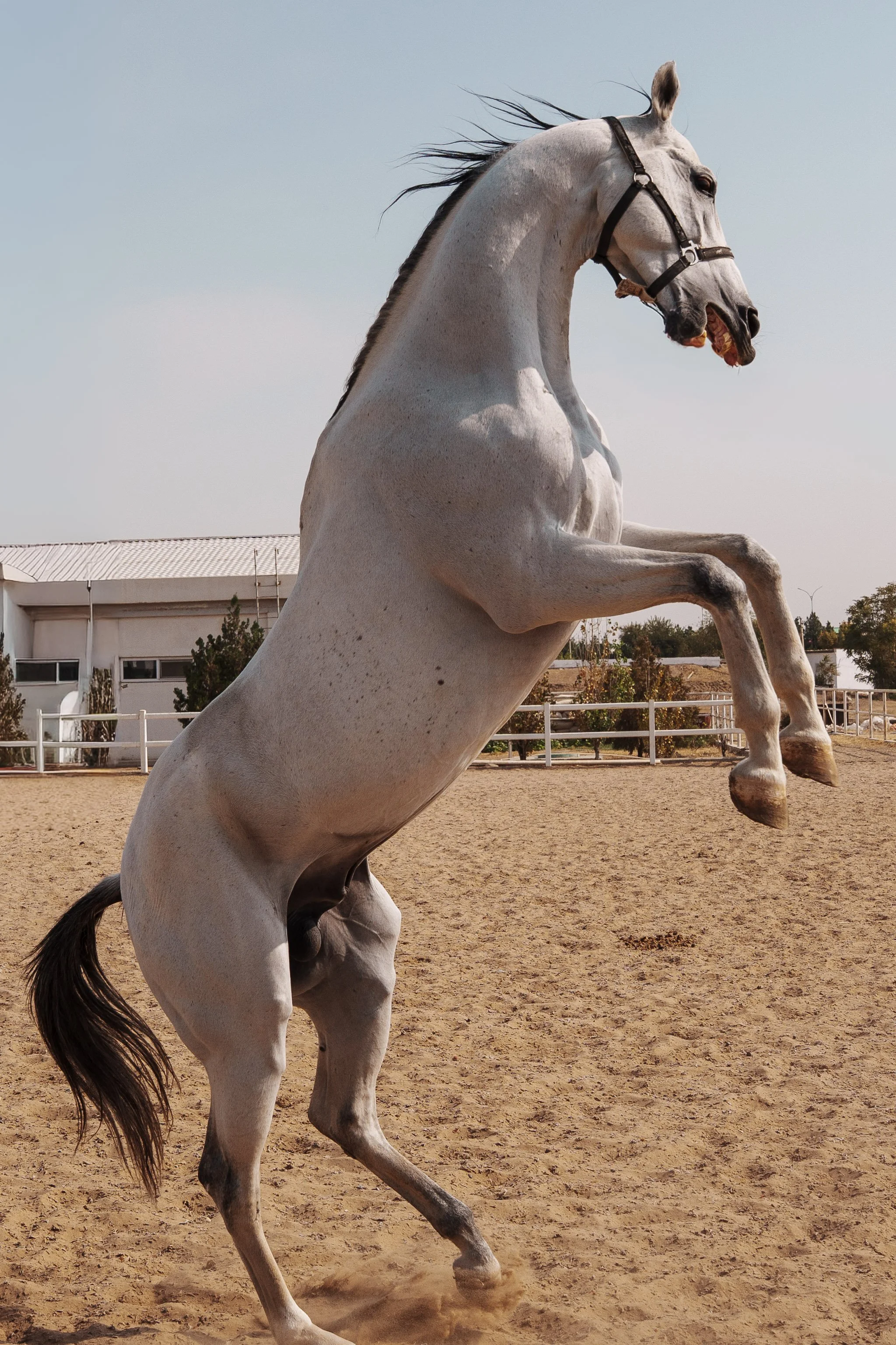 Turkmenistan Website photos-46.jpg