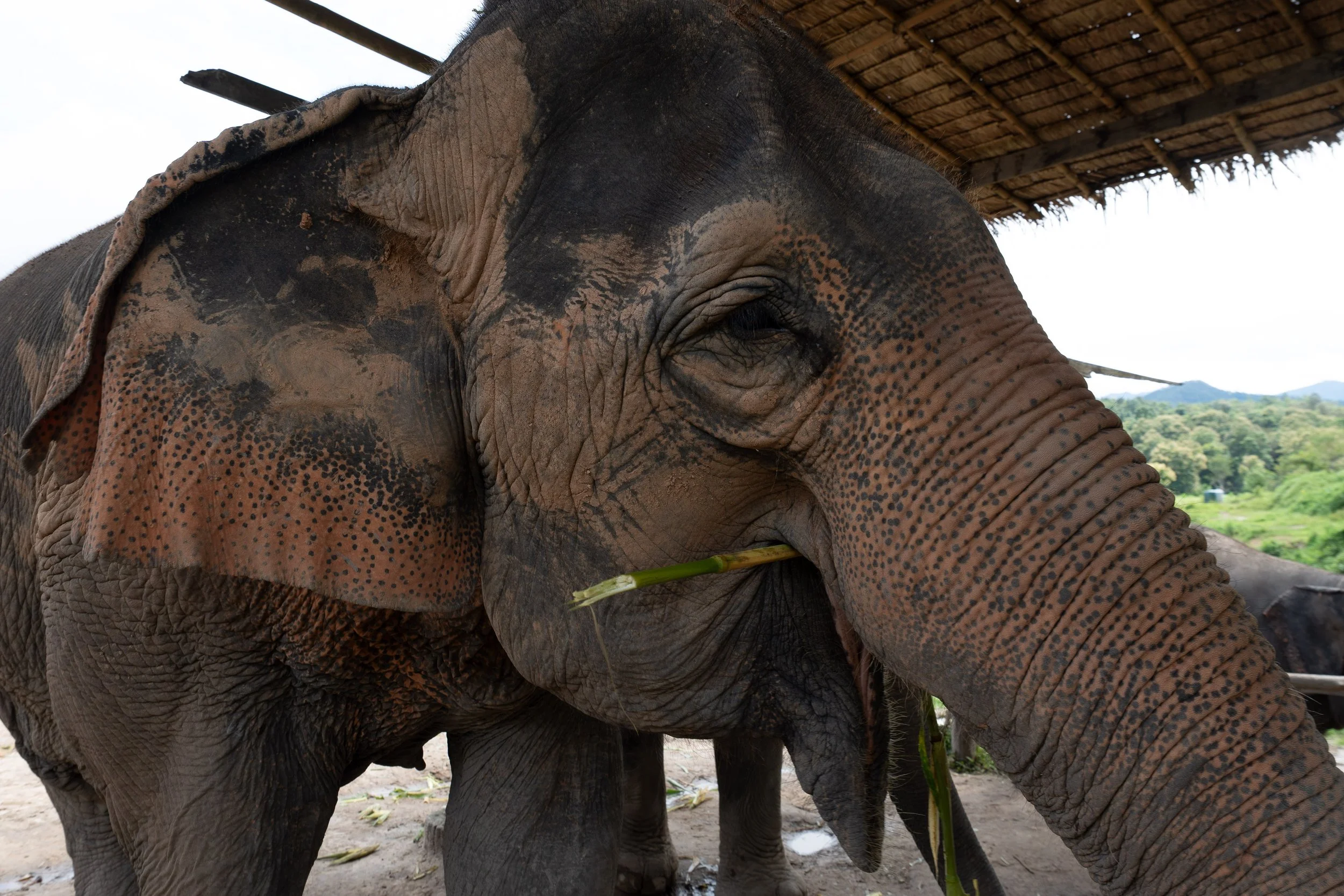 Thailand Website photos-18.jpg