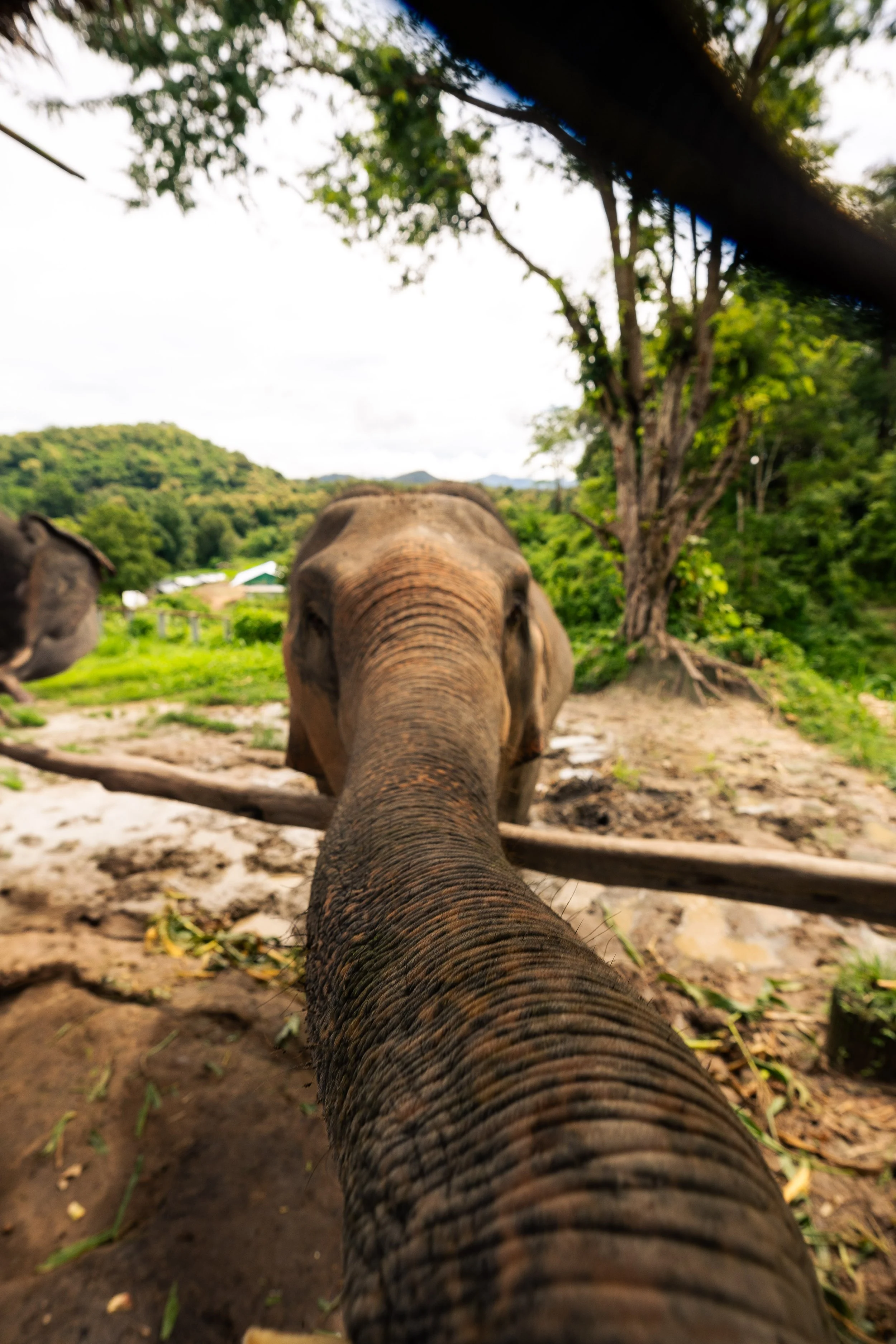 Thailand Website photos-20.jpg