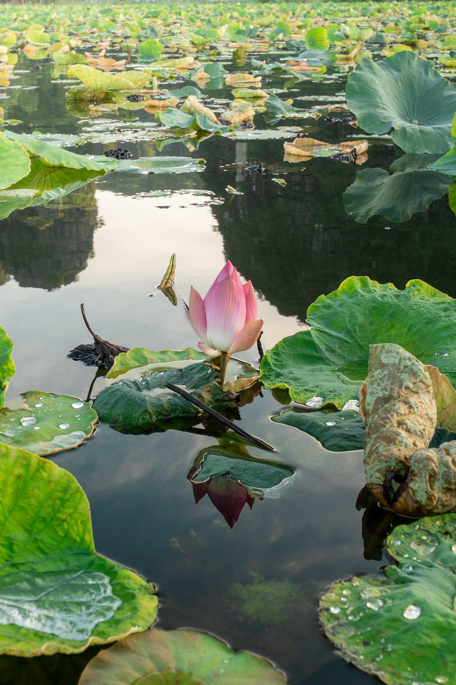 Vietnam Website photos-69.jpg