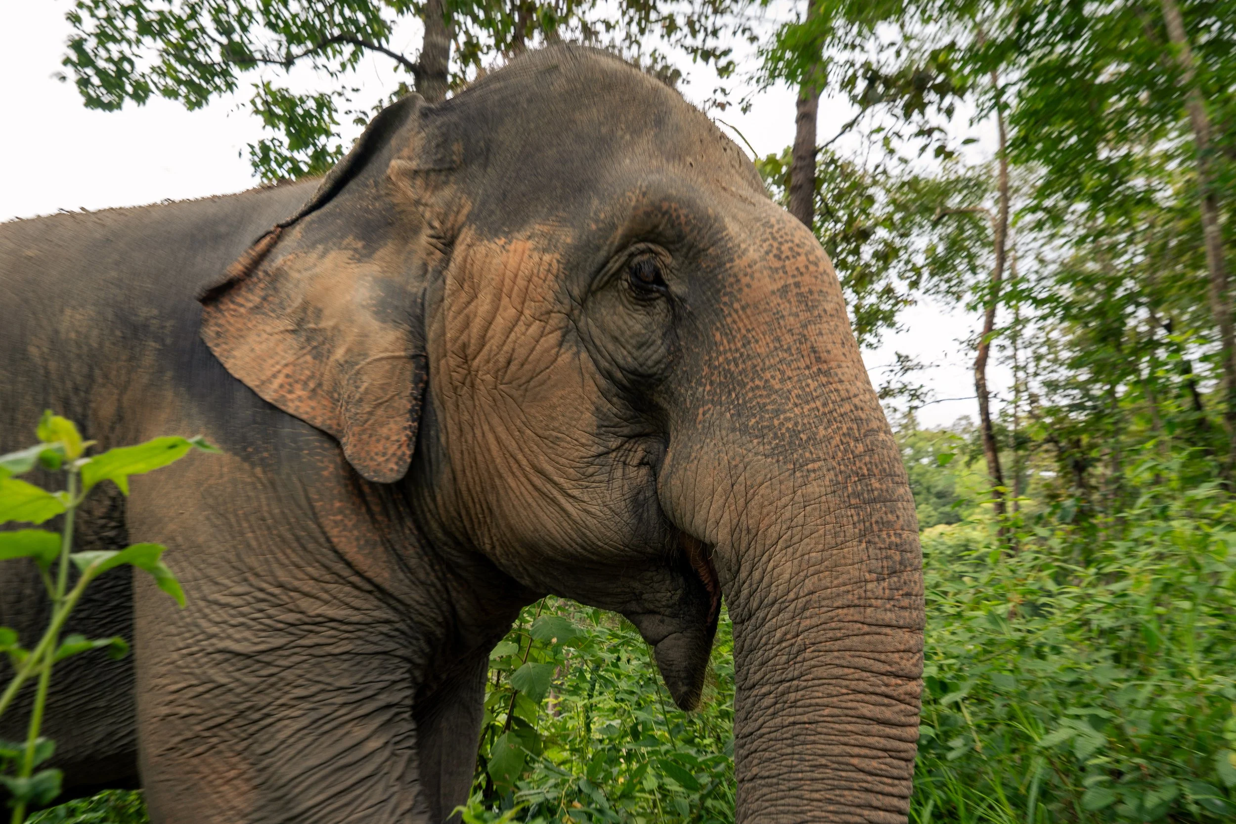 Thailand Website photos-24.jpg