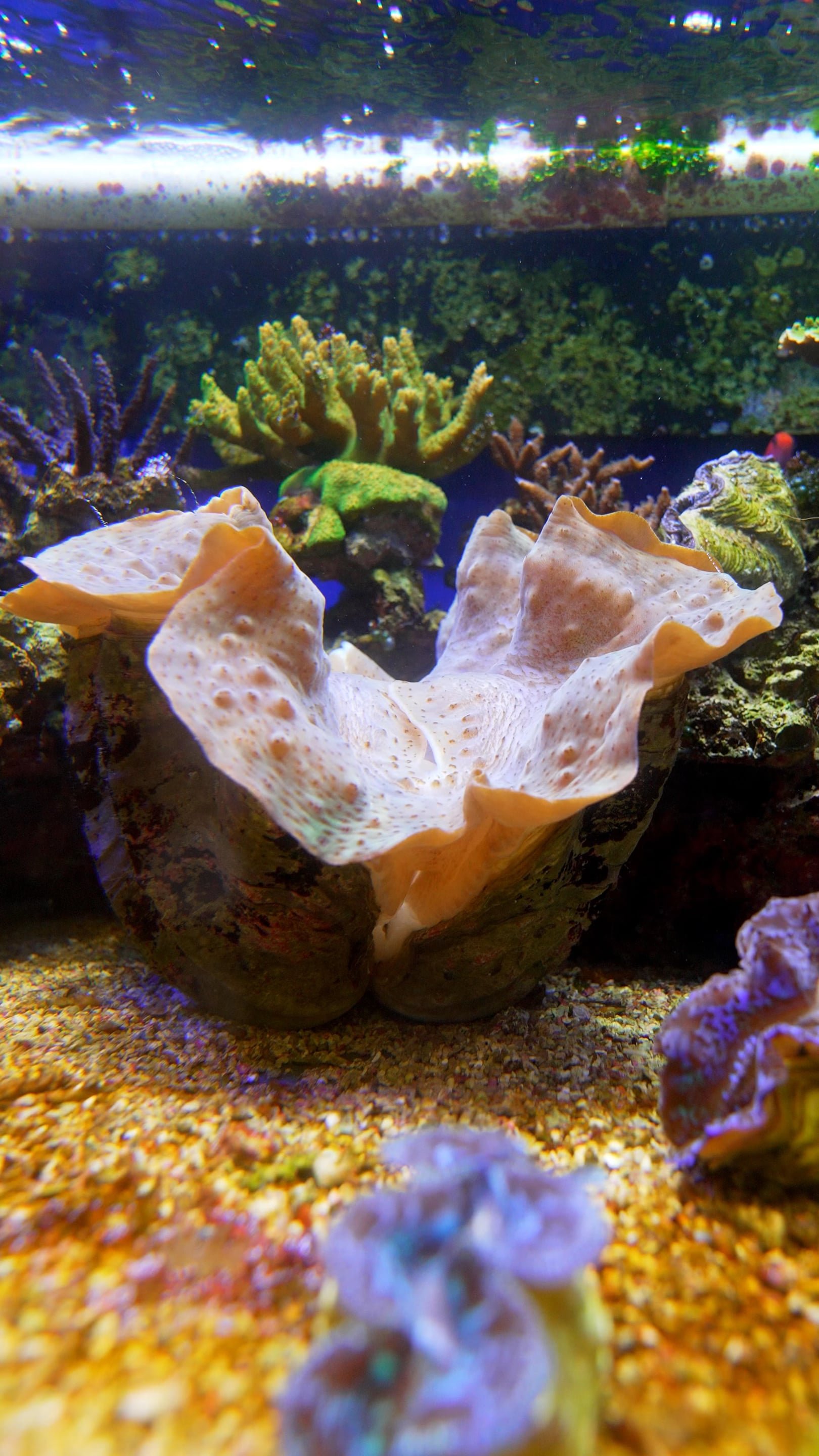 Polo Reef Short-Form Video Production