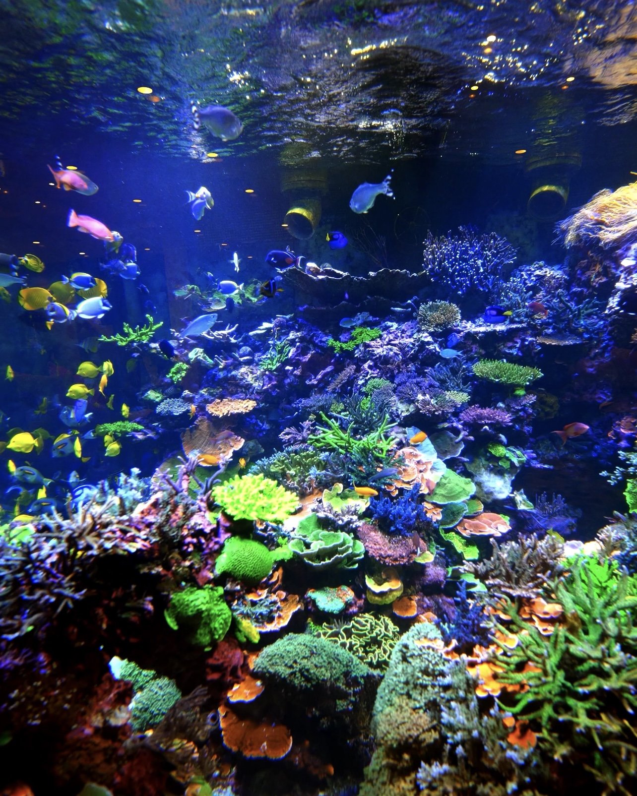 Polo Reef YouTube Video Production