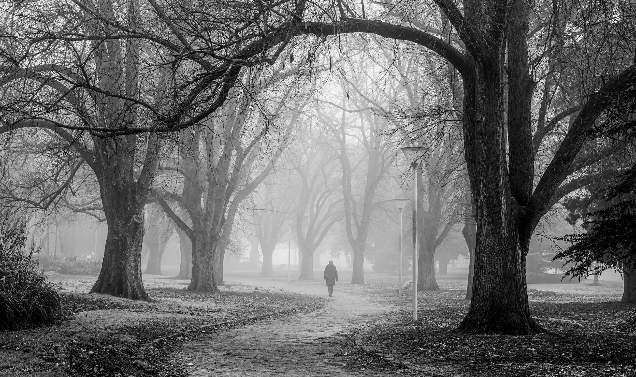Central-Park-in-fog_5807-edit-2500px-WS.jpg