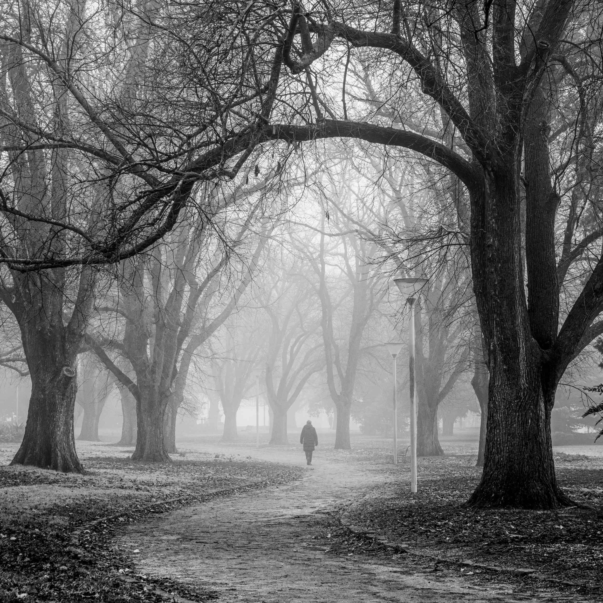 Central-Park-in-fog_5807-edit-2500px SQ-WS.jpg