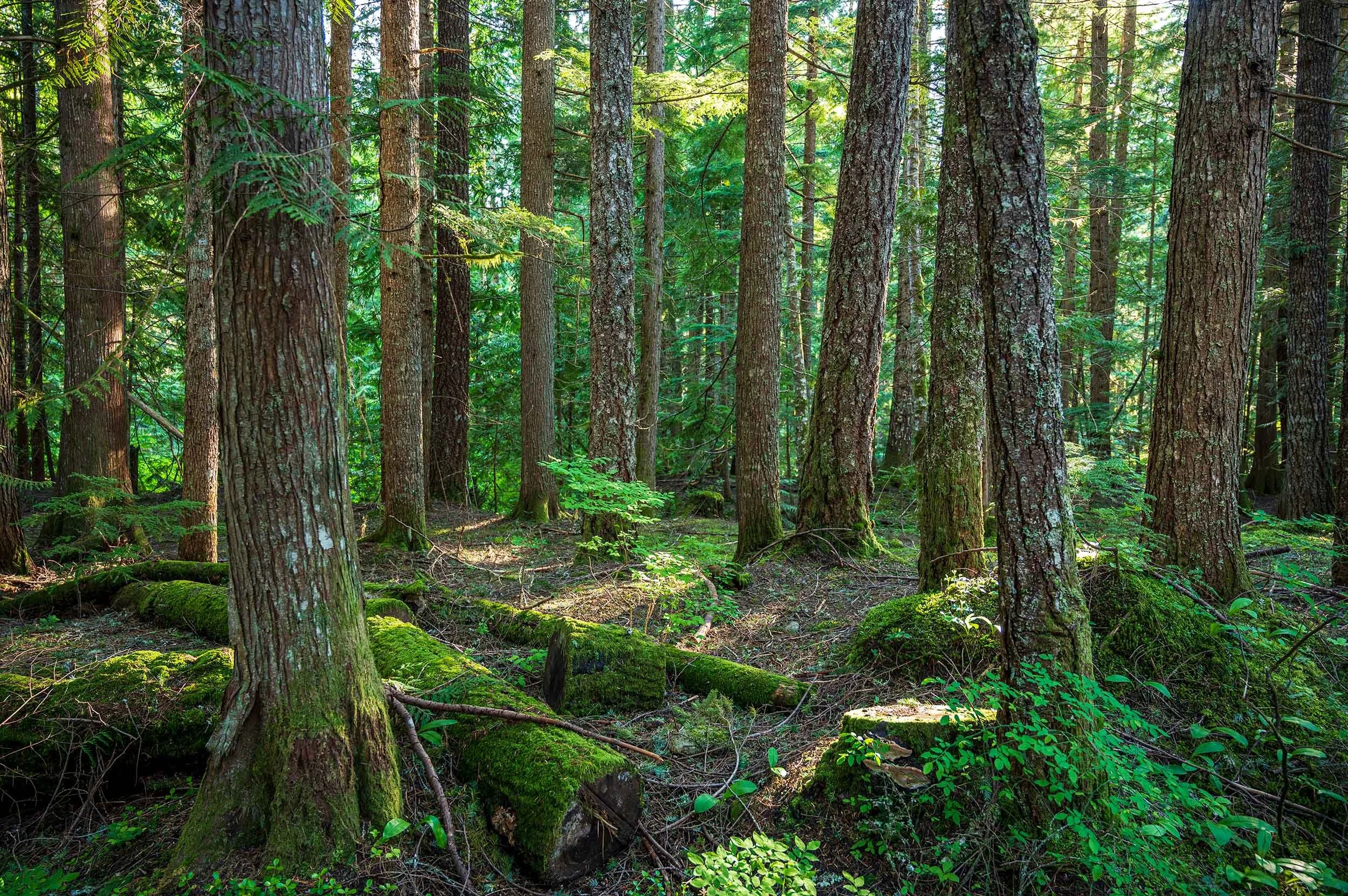 Whistler-4909_WS.jpg