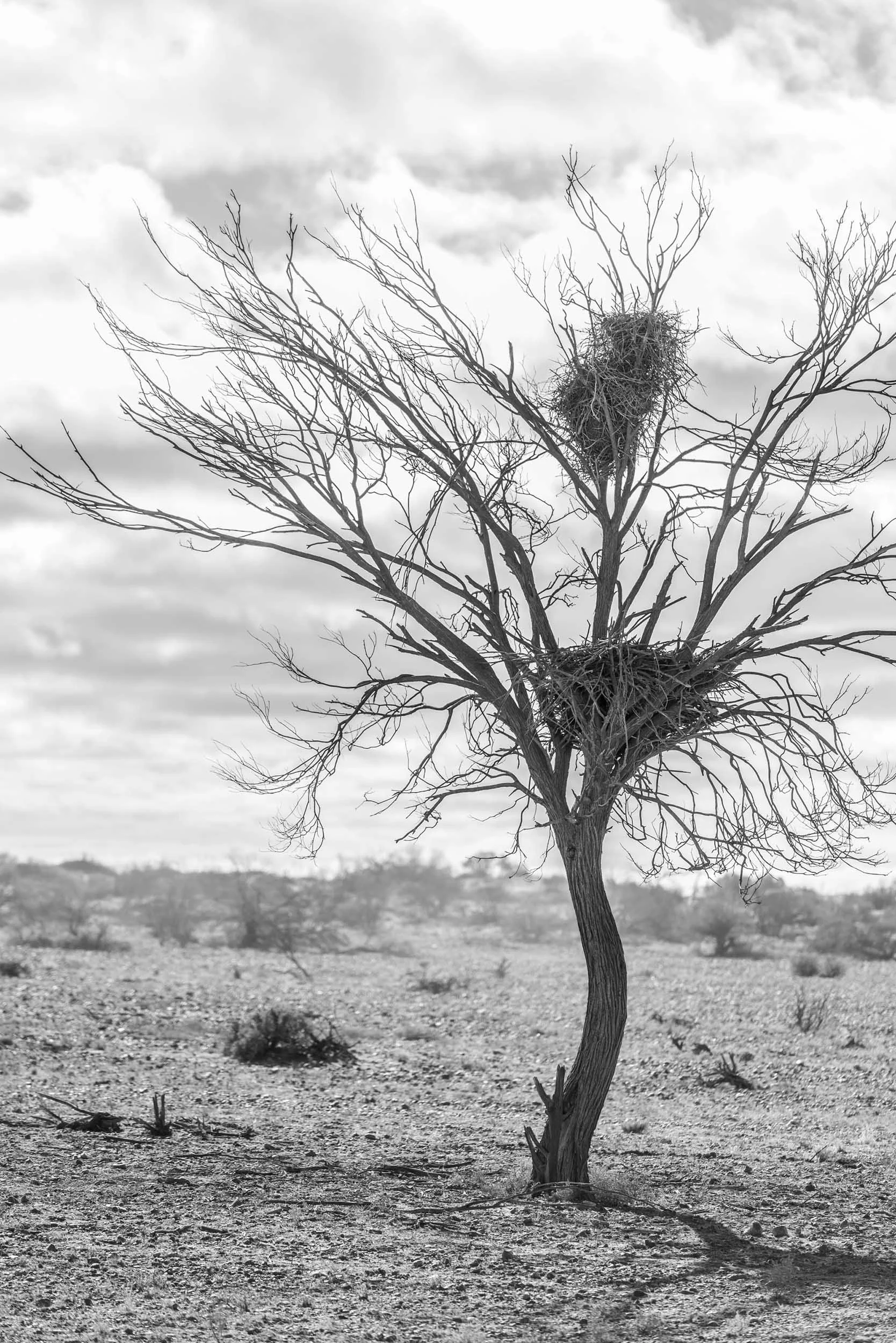 Nest in tree_5110.jpg