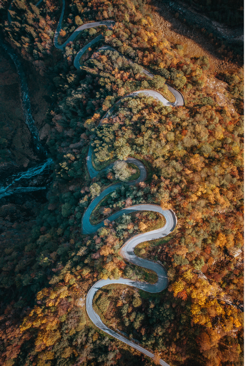 A long and winding road in the forest as an analogy for therapy.